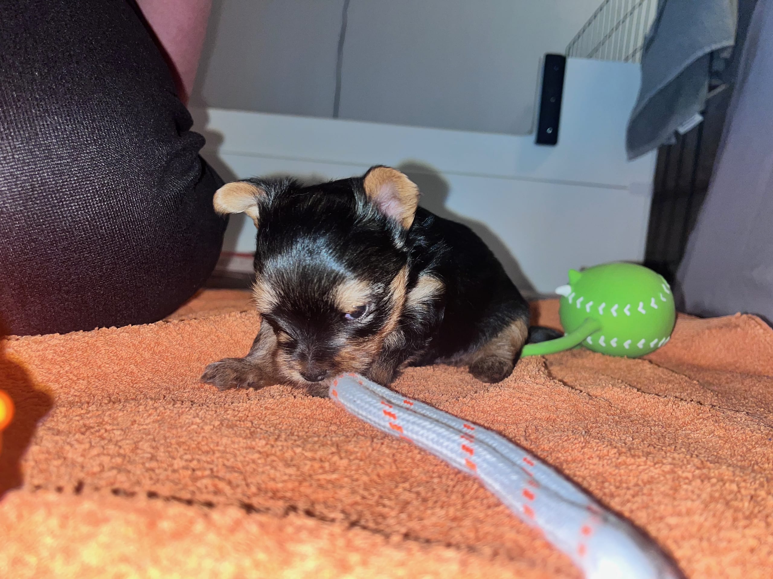 Yorkshireterrier · 2026-02-18 · Markaryd · Mount Yorkie