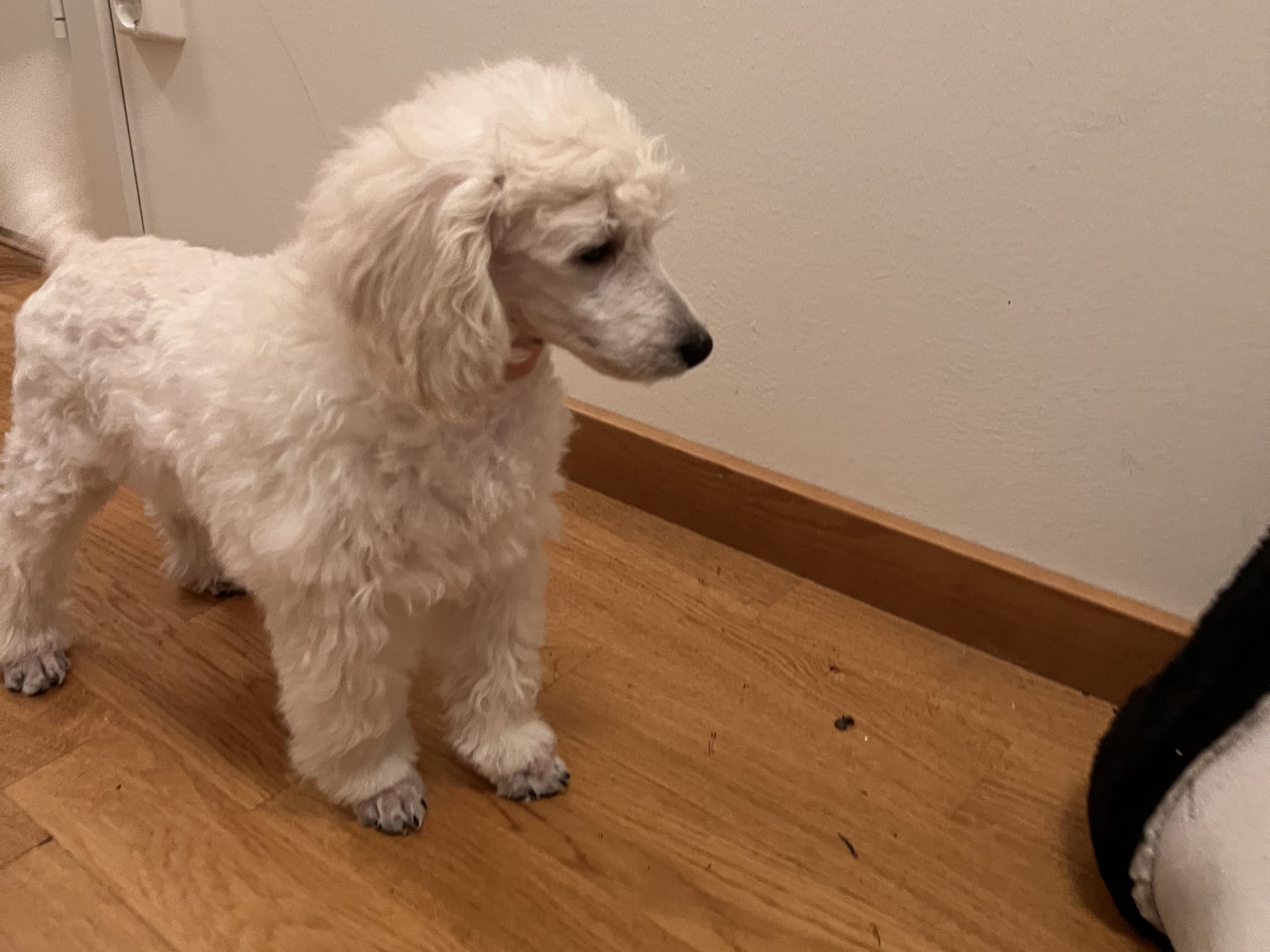 Dvärg pudel · 2025-10-19 · Tyresö · Anuradha's