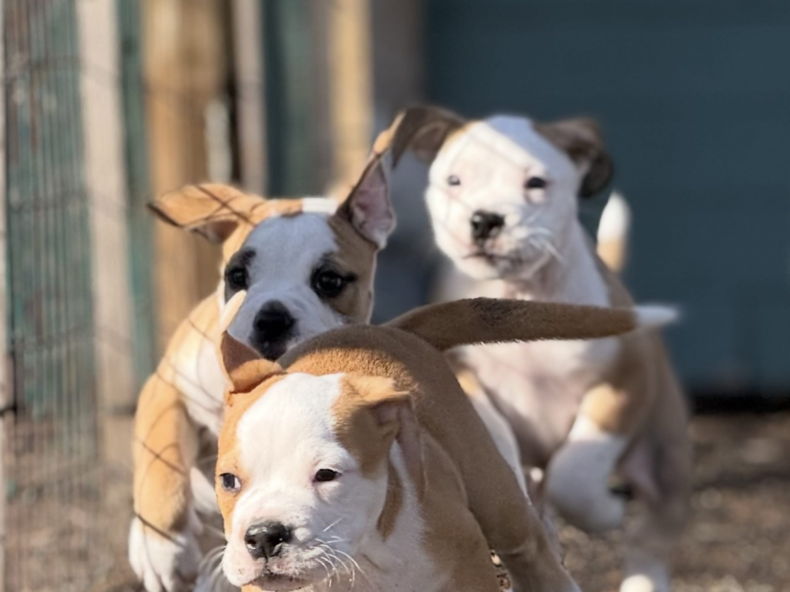 Continental Bulldog · Boden · Bayogoulas