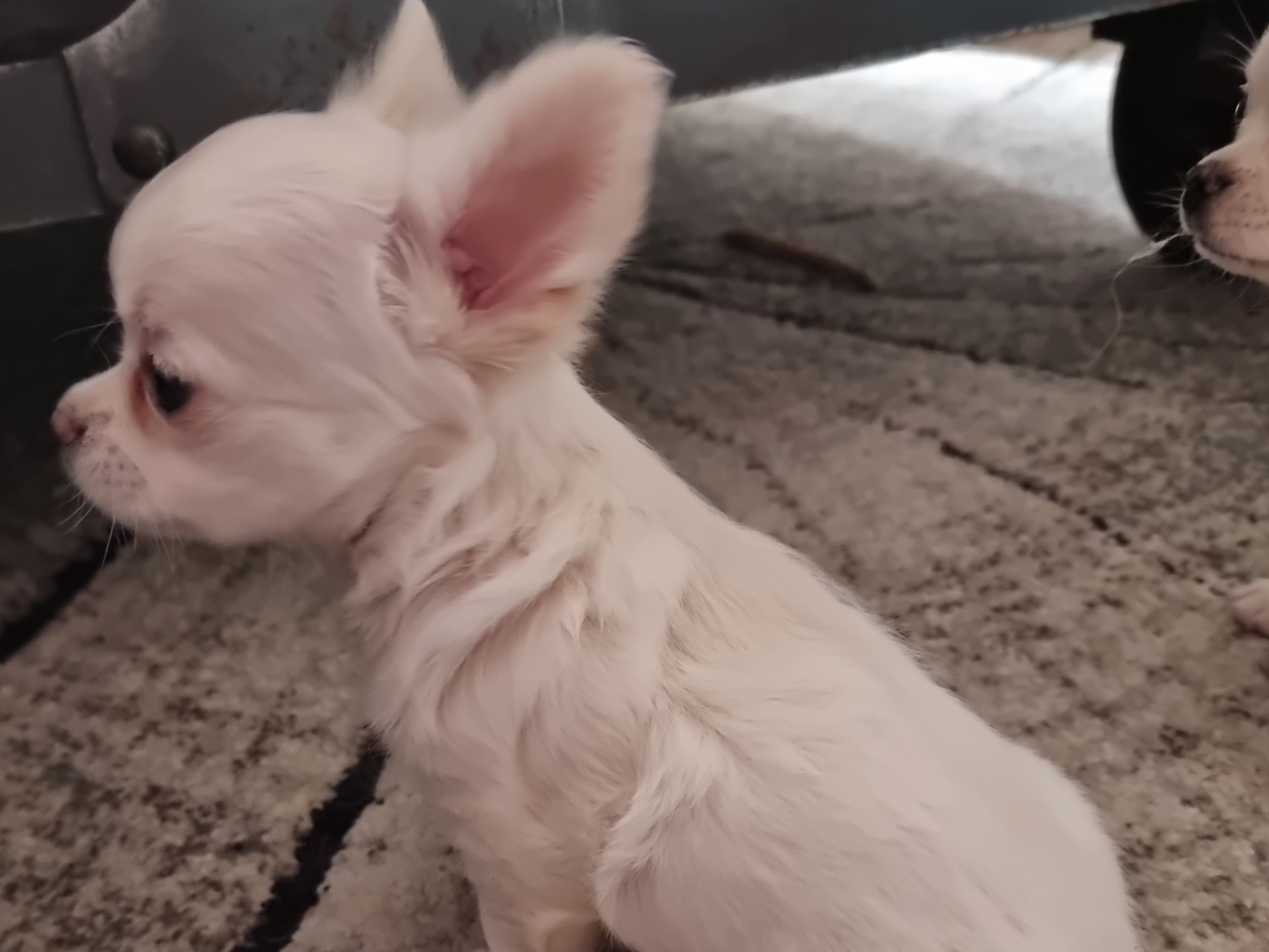 Chihuahua · 2026-01-29 · Bålsta · Minna L.