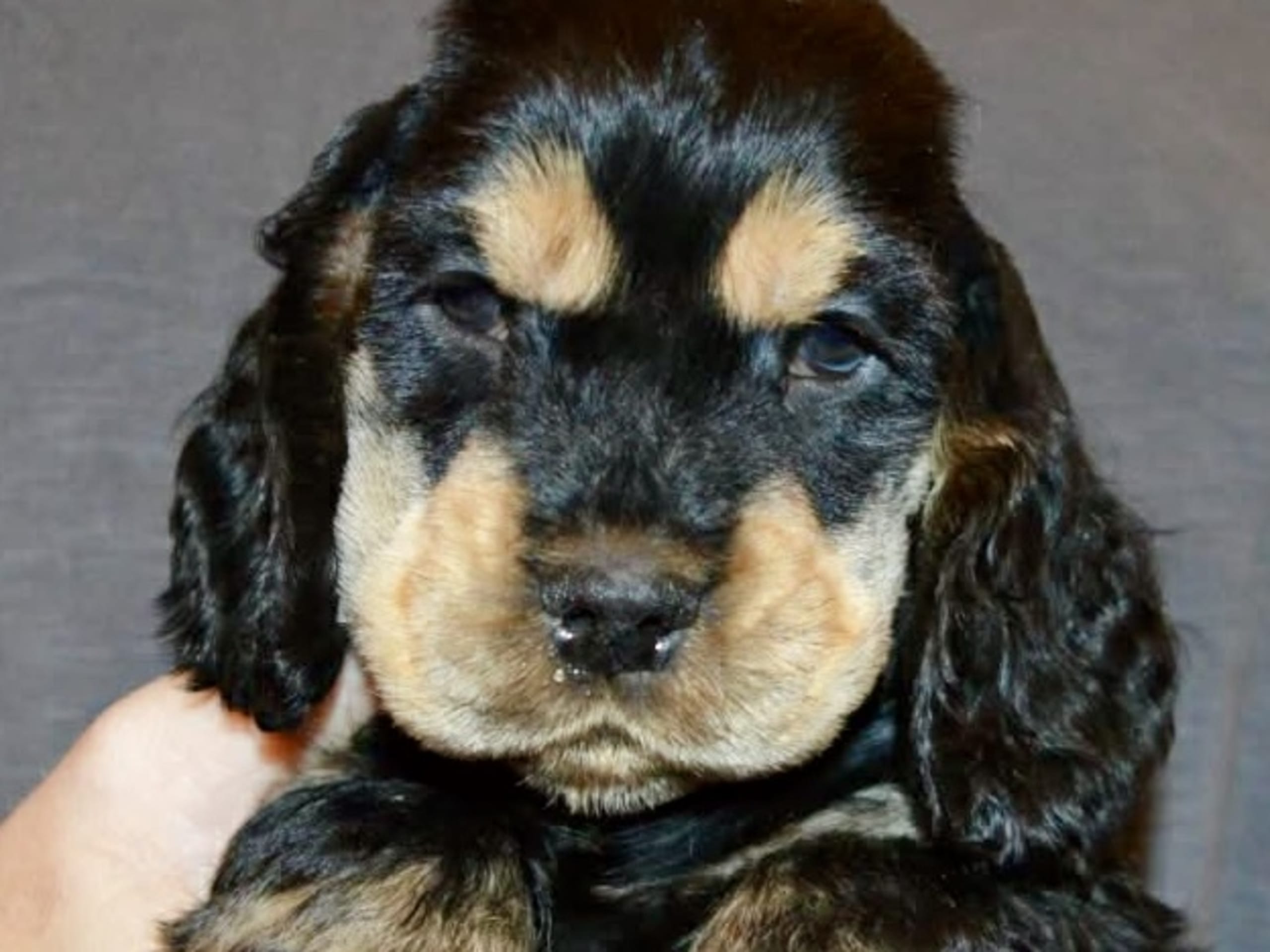 Cocker Spaniel · 2025-11-16 · Boxholm · Coxica’s kennel