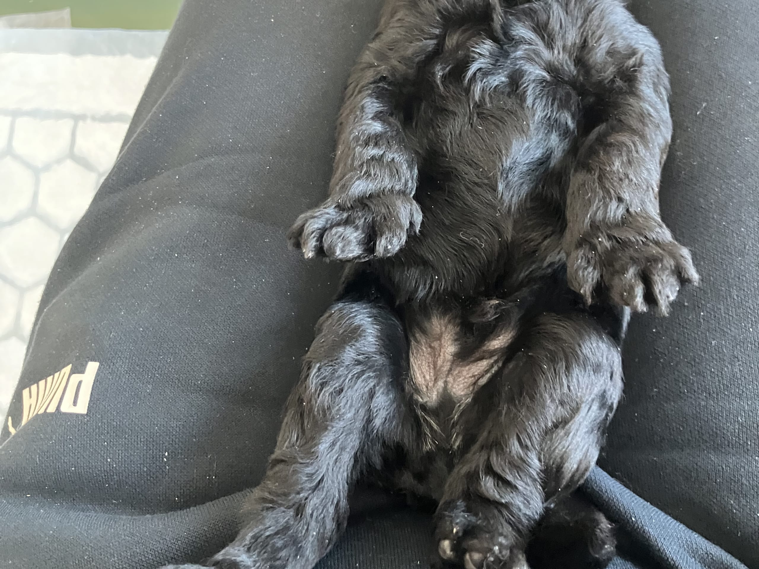 Kerry Blue Terrier · 2026-01-16 · Simlångsdalen · Occis