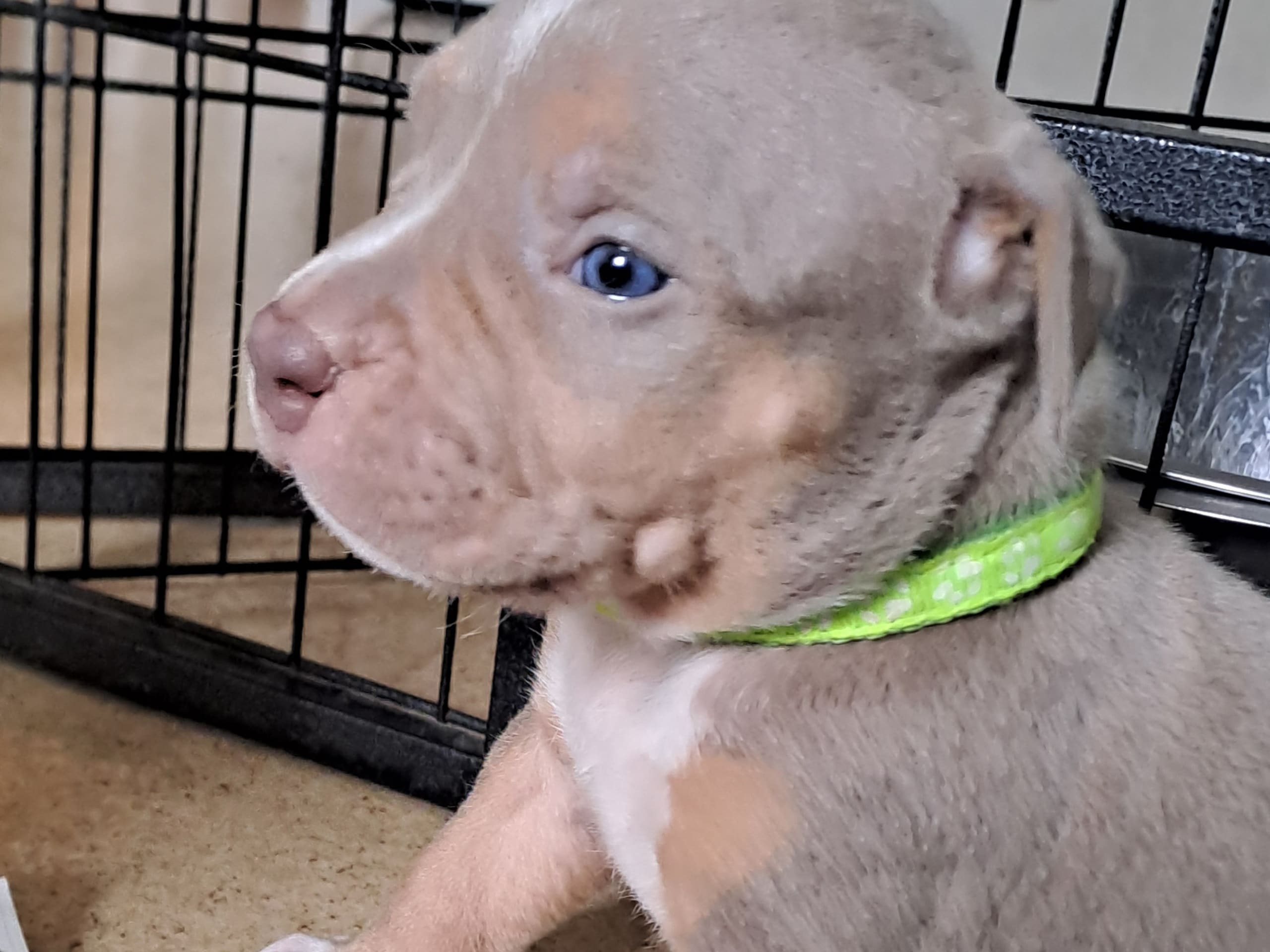 American bully · Torshälla · Emelie R.