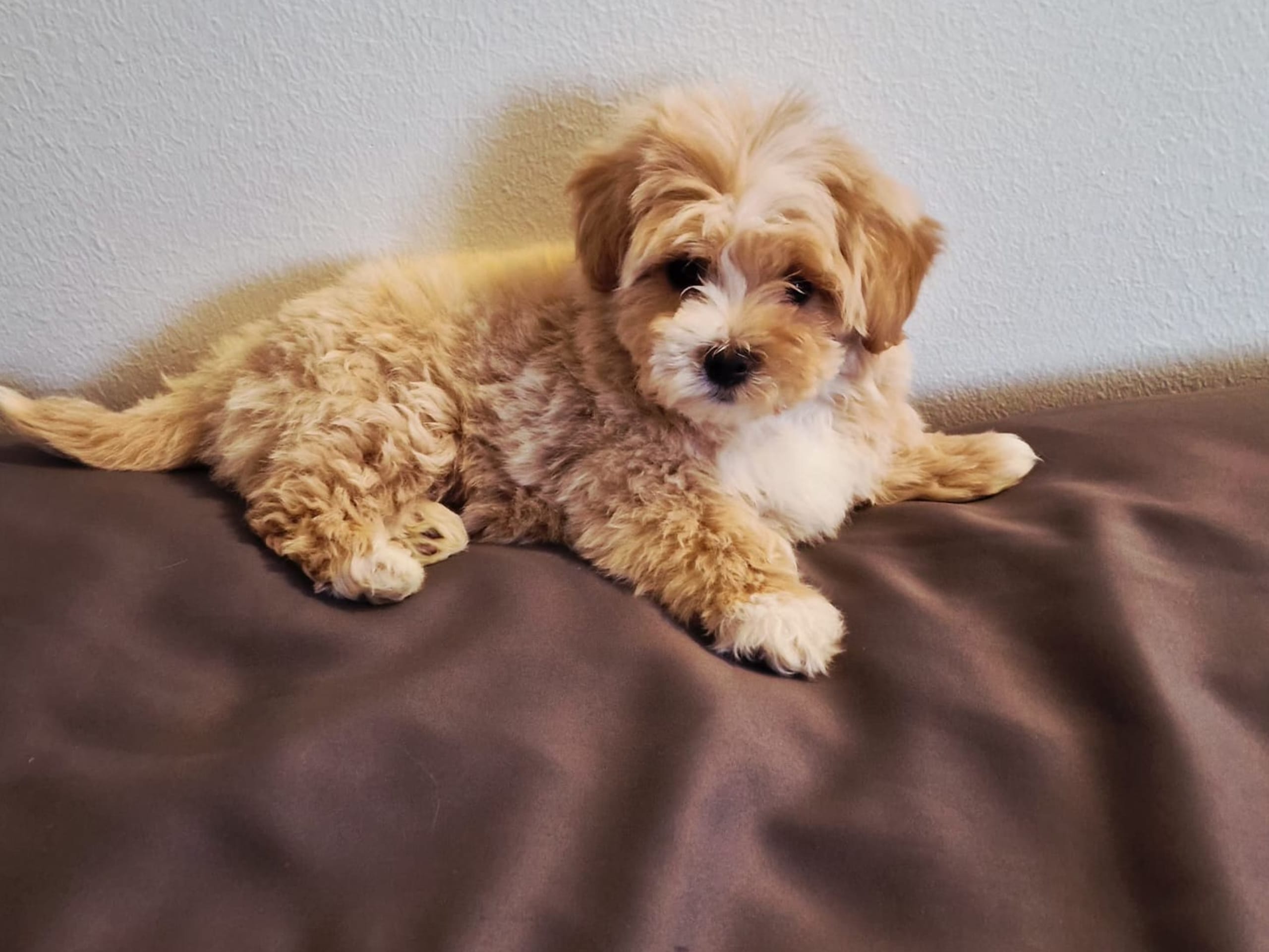 Maltipoo · Norsborg · Victoria C.