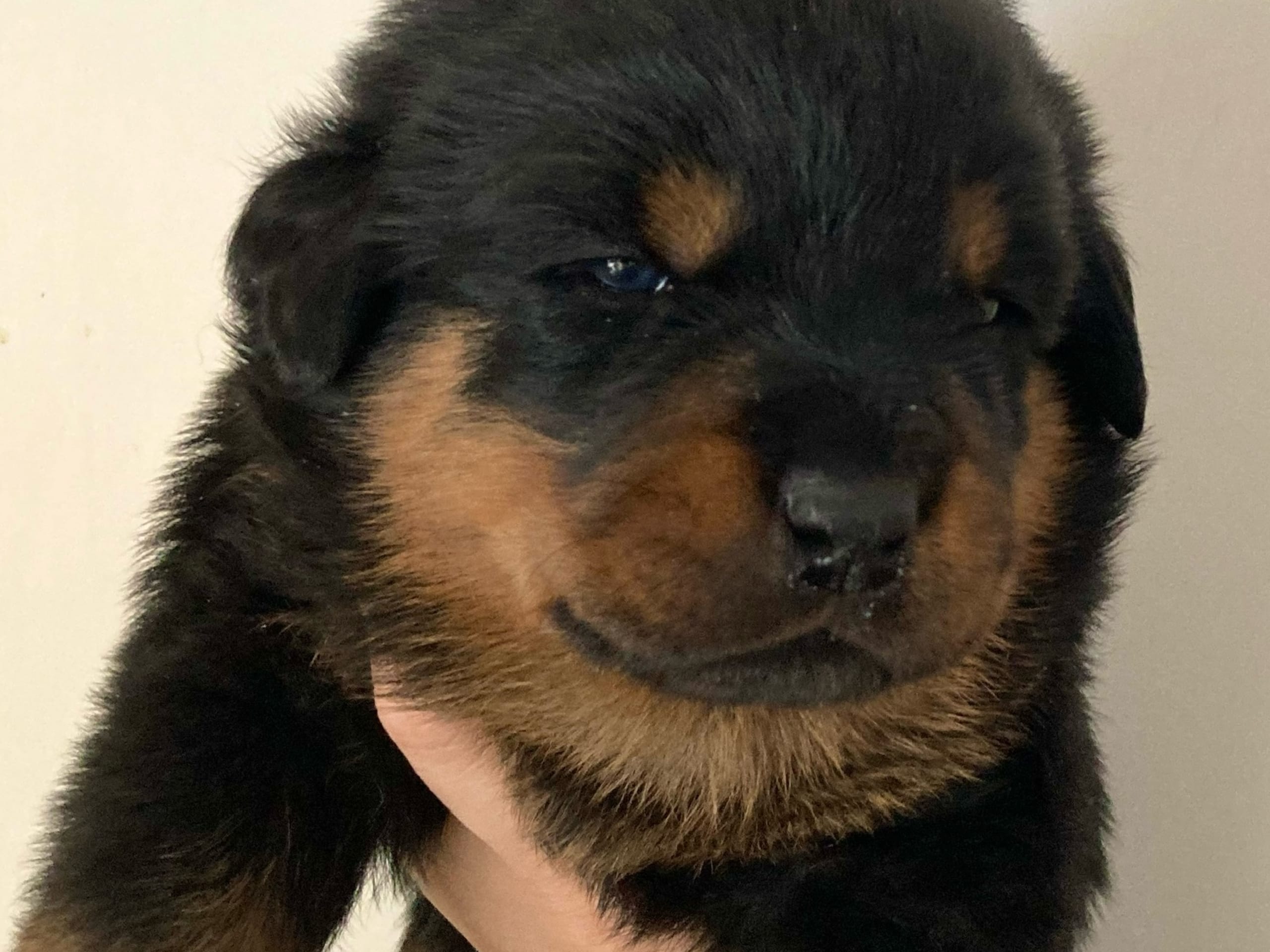 Rottweiler · östervåla · Dexline's