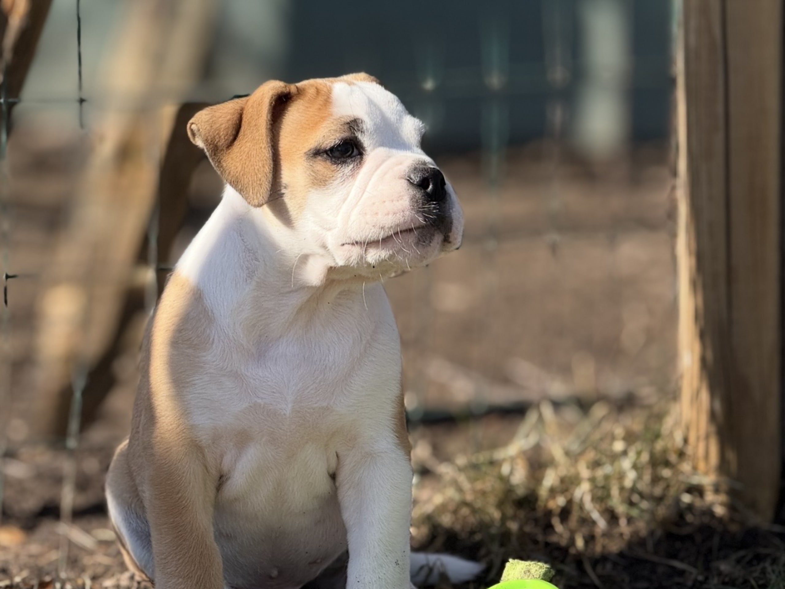 Continental Bulldog · Boden · Bayogoulas