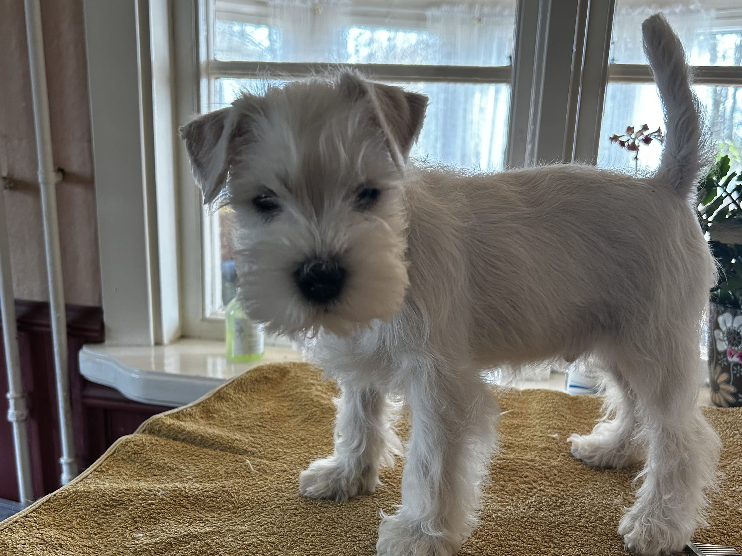Miniature Schnauzer