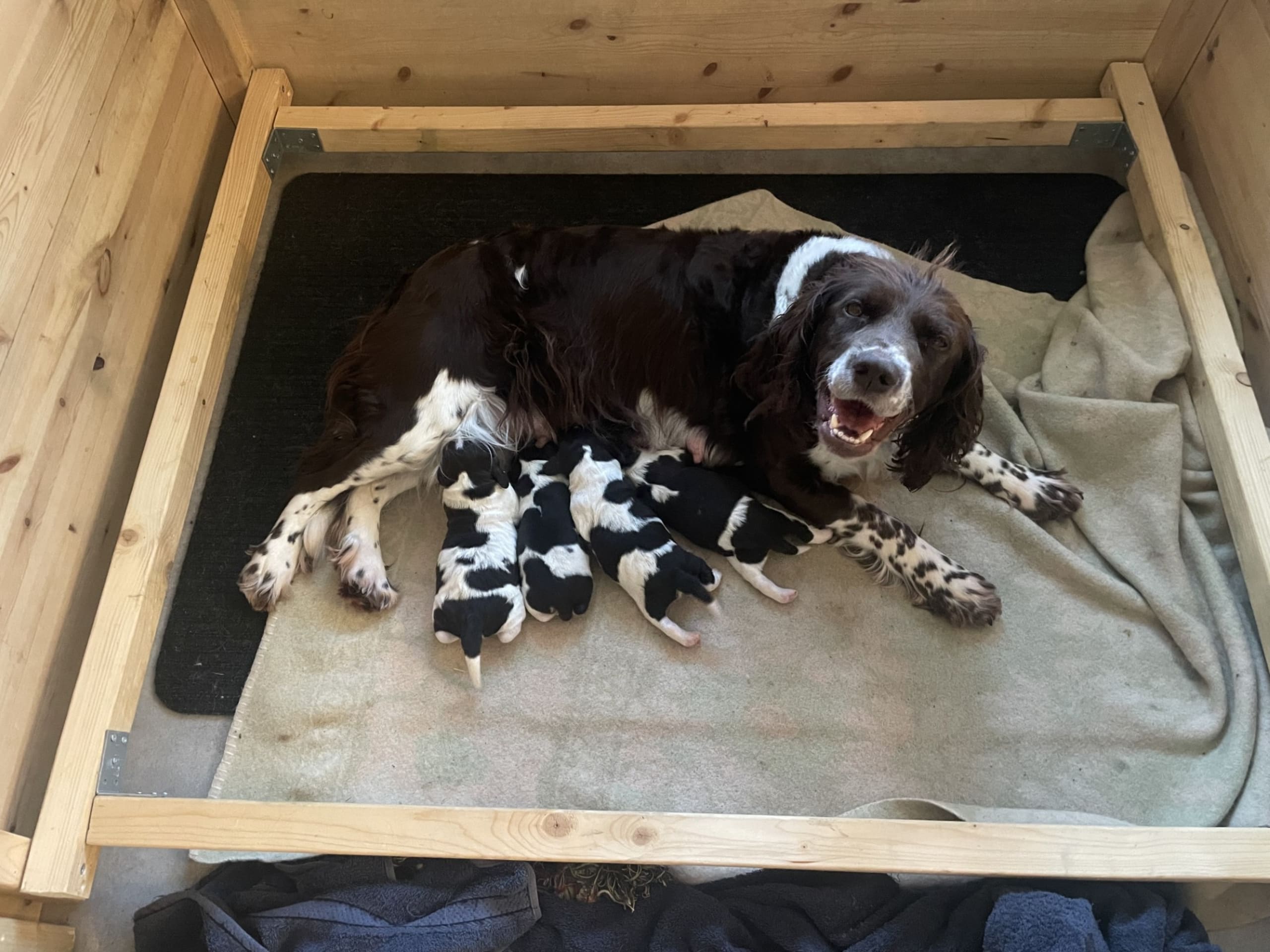 German Spaniel (Wachtelhund) · Uddevalla · Krullos