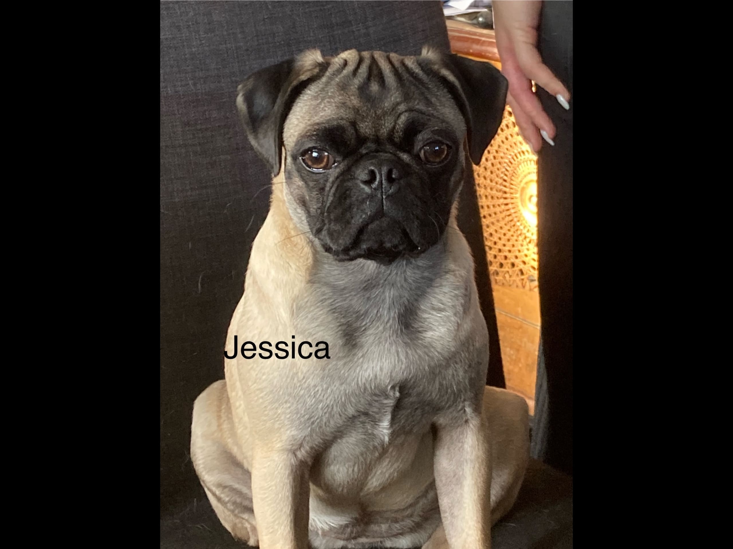 Luckypugs Jessica