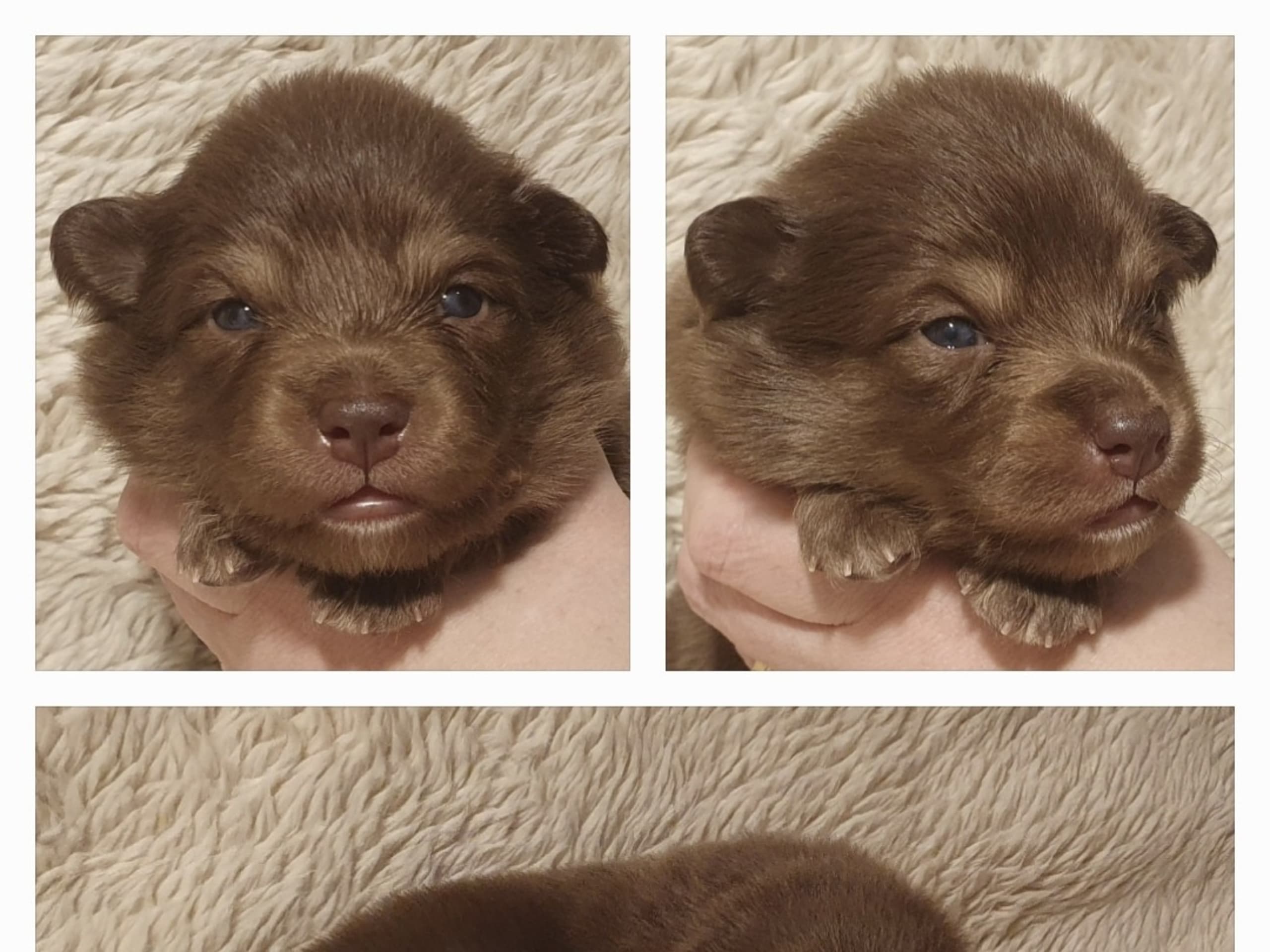 Strix's Charismatic Casanova