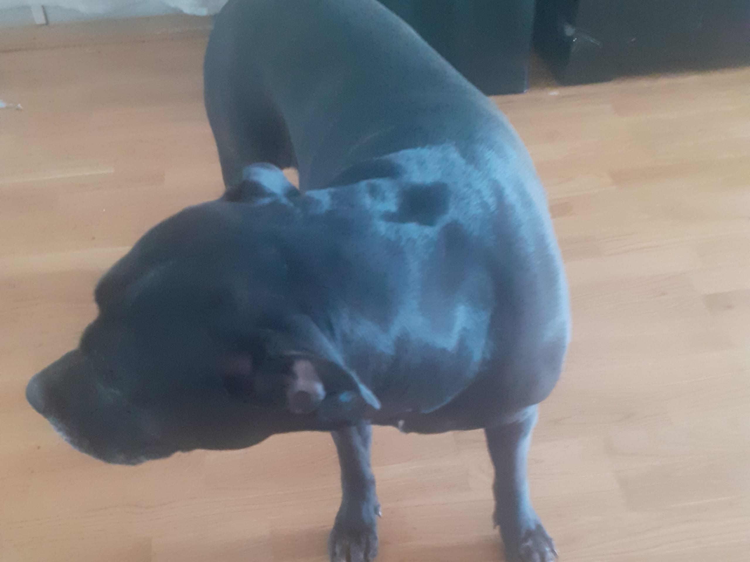 Nikita