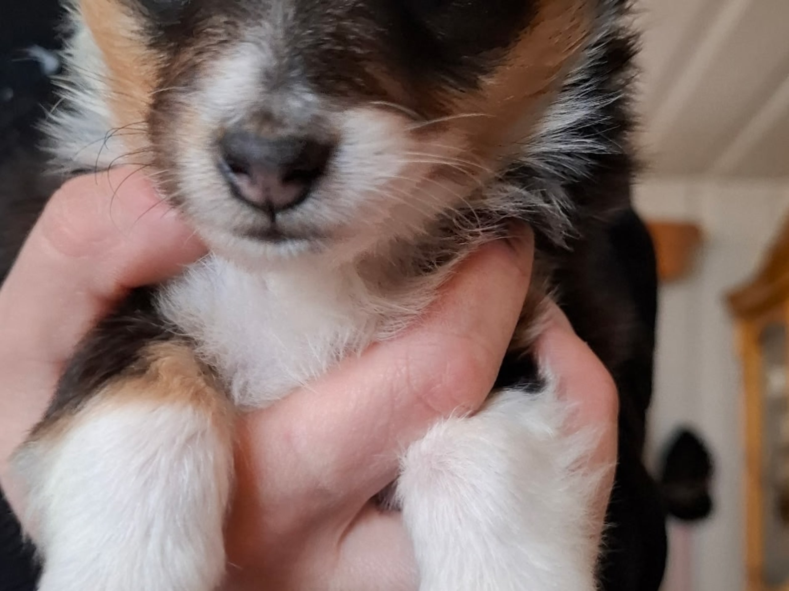 Hannhund 1