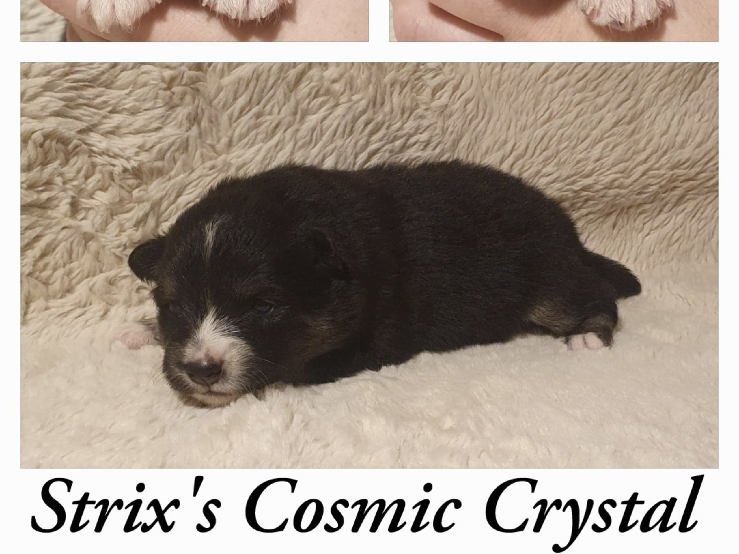 Strix's Cosmic Crystal