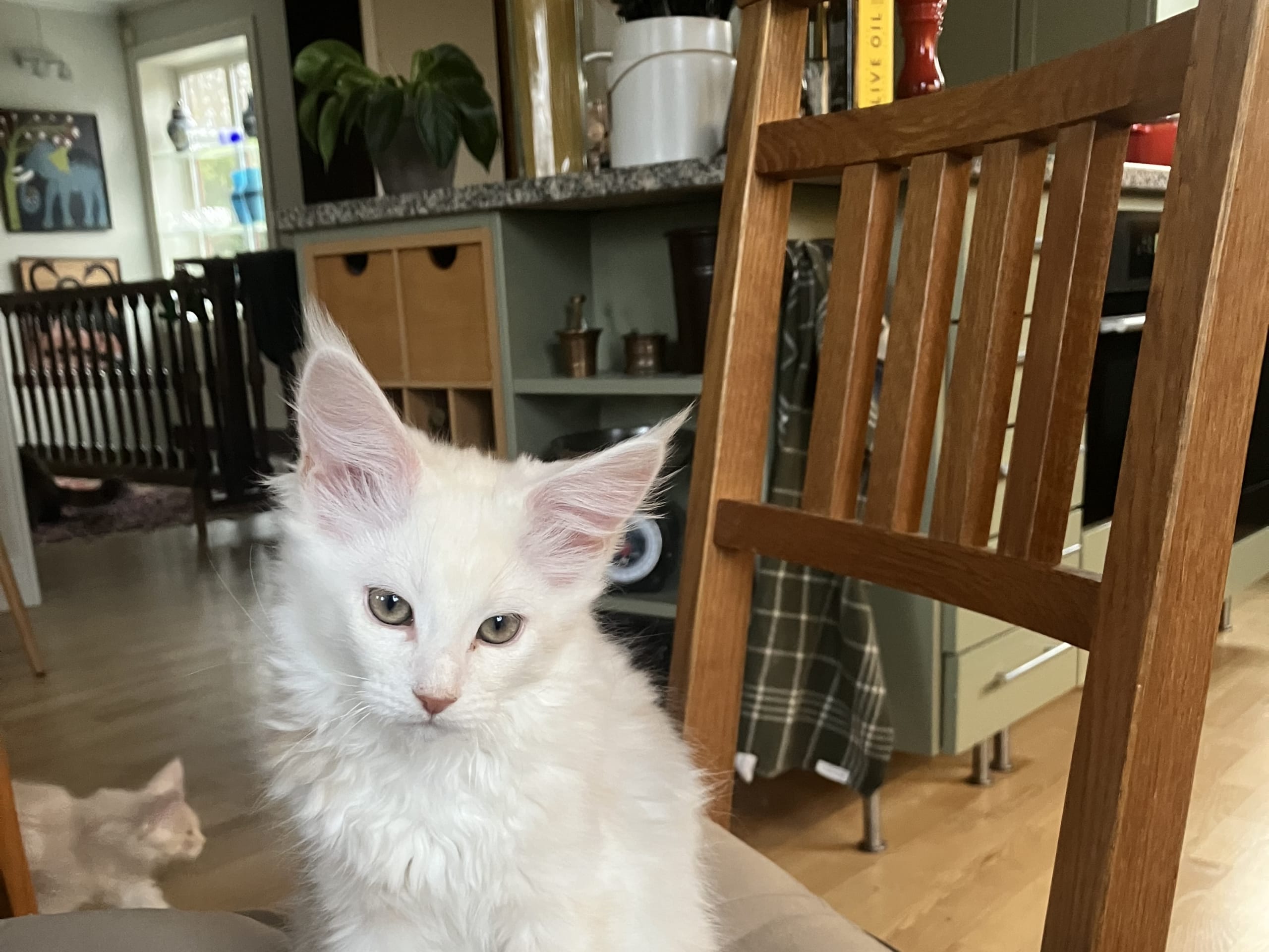 Bilbo