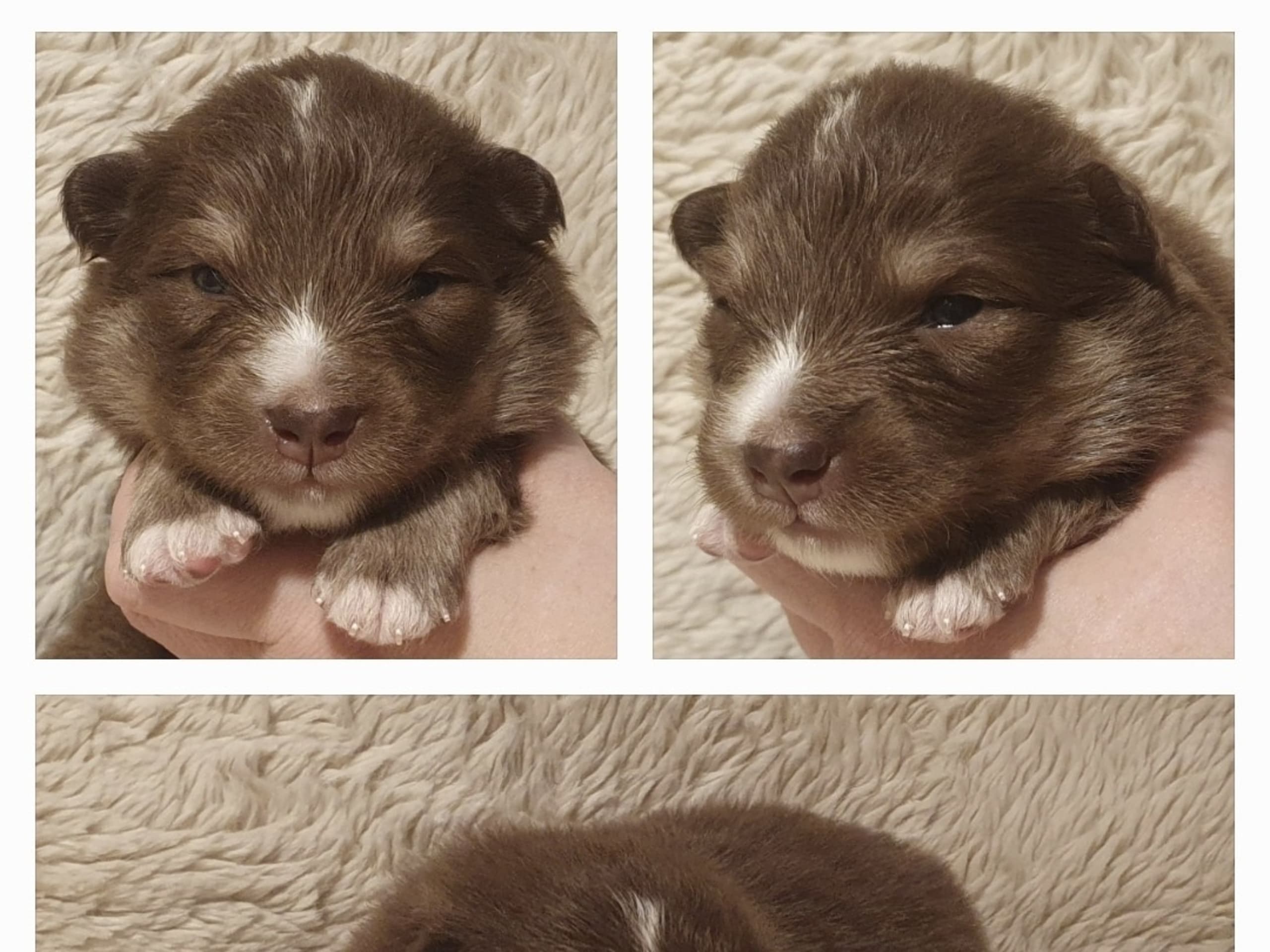 Strix's Celestial Cenarius