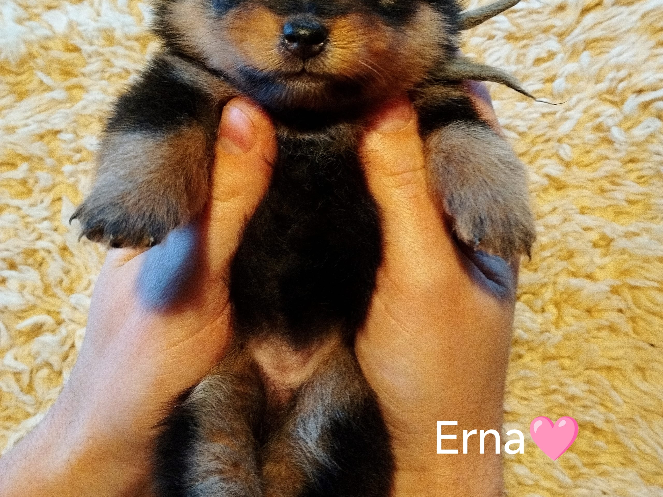 Rusthagens Erna