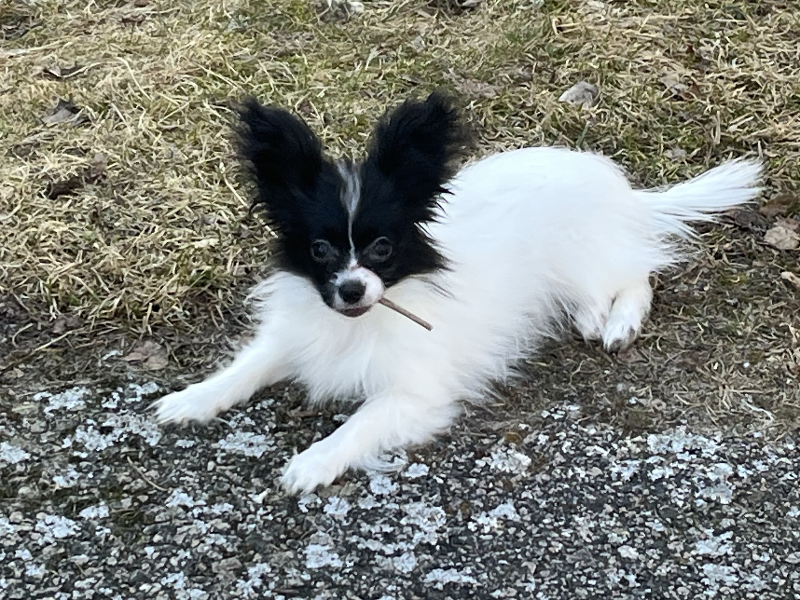 Yinnie