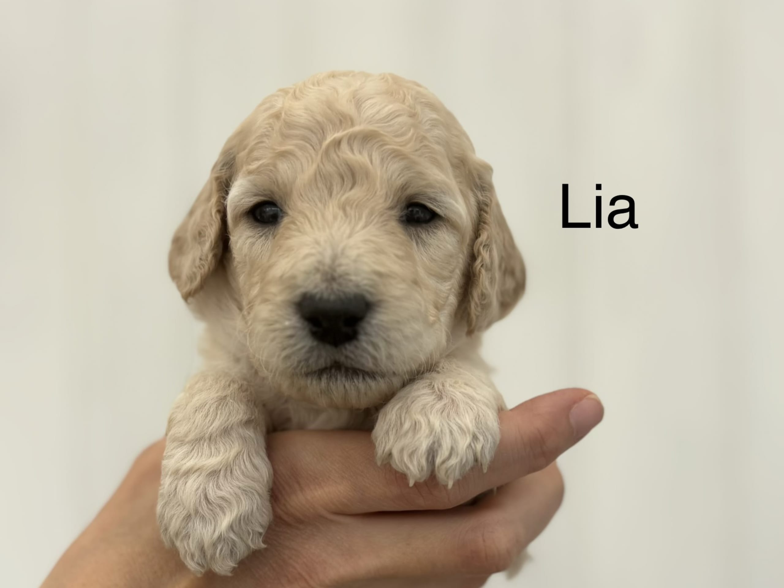 Lia