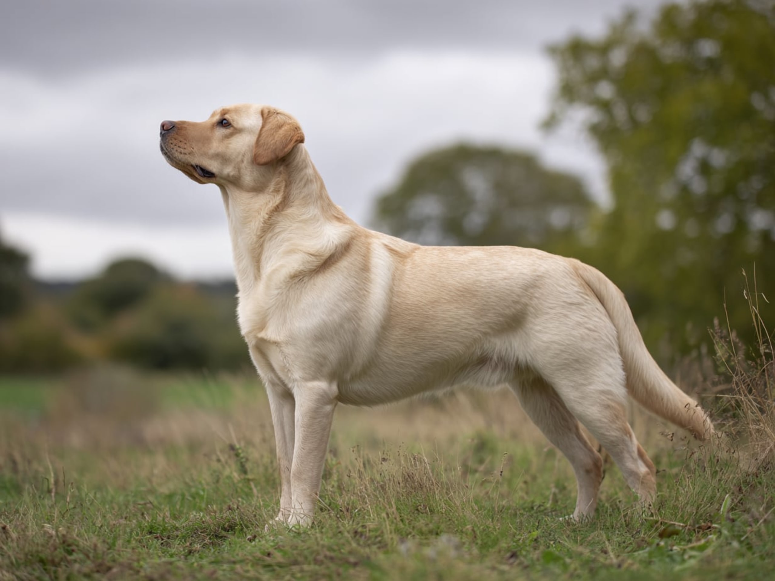 Labrador retriever – the perfect family dog