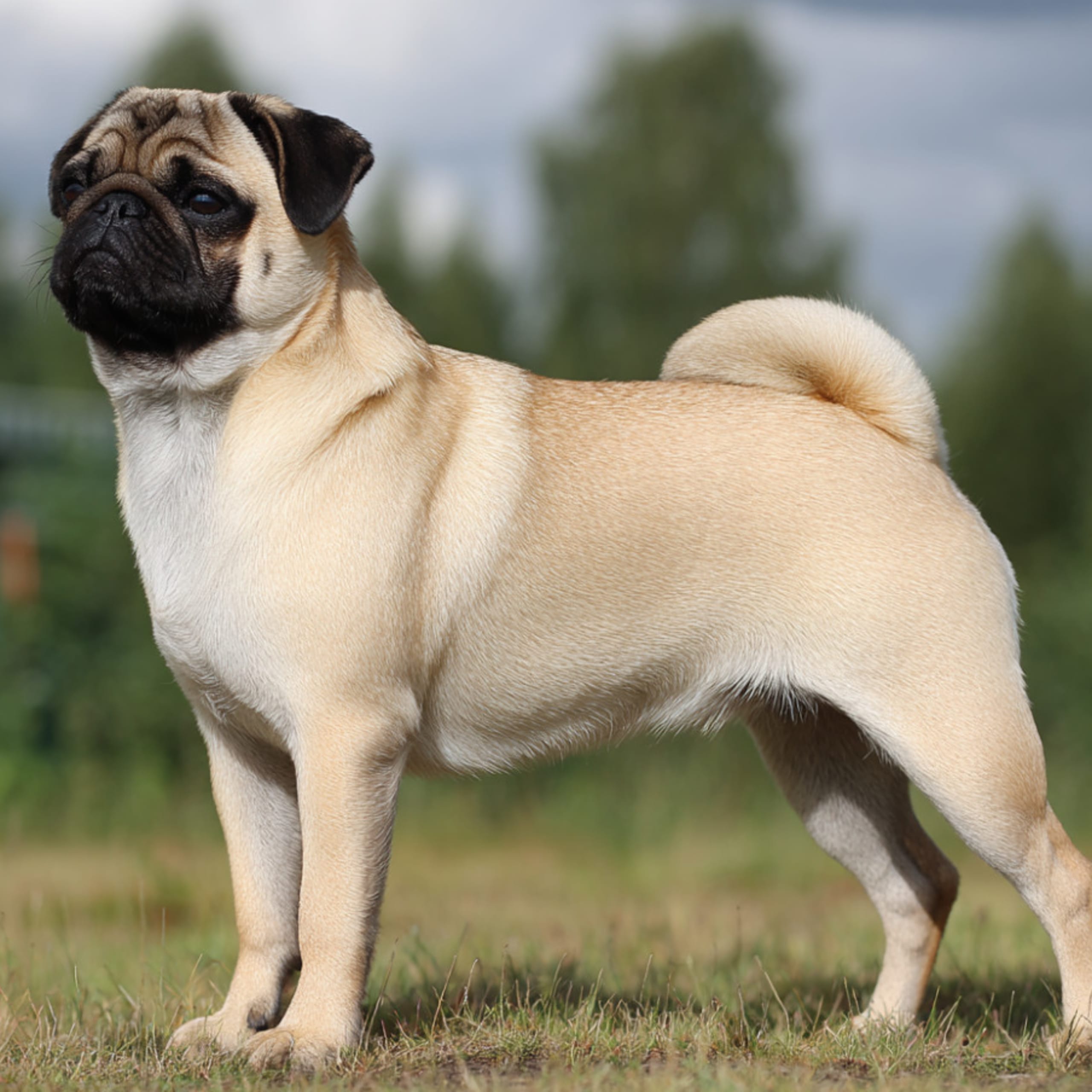Mops