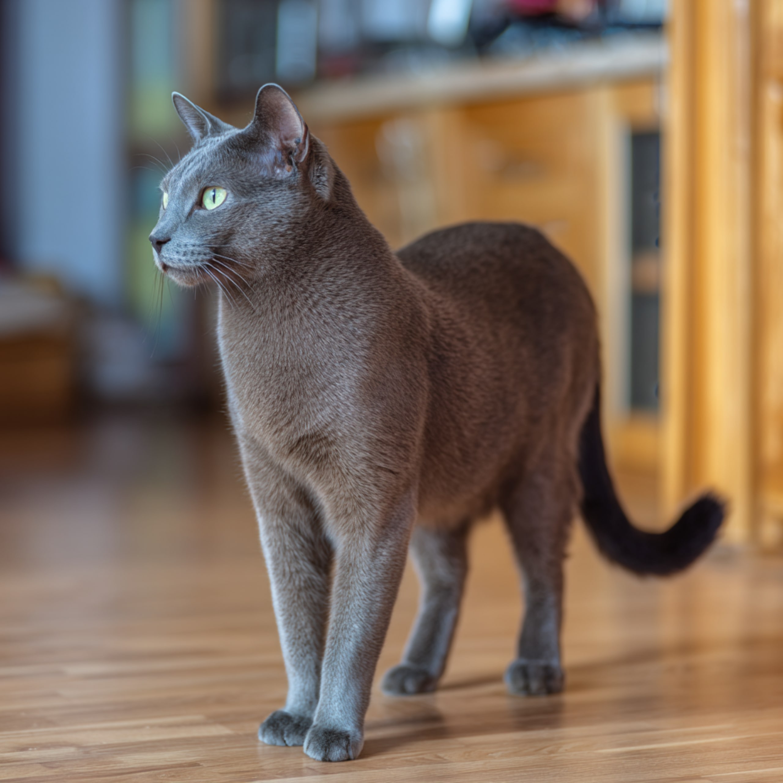 Korat