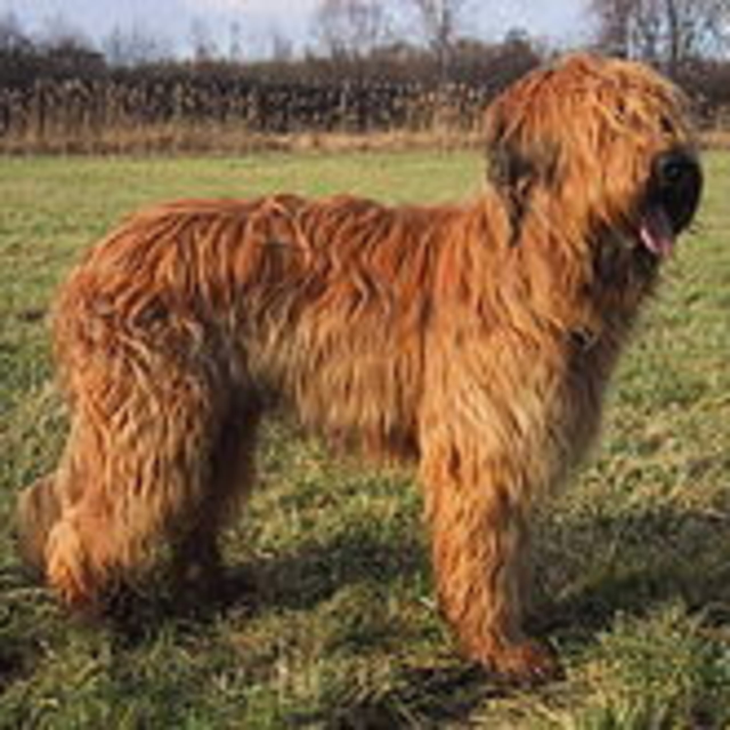 Briard
