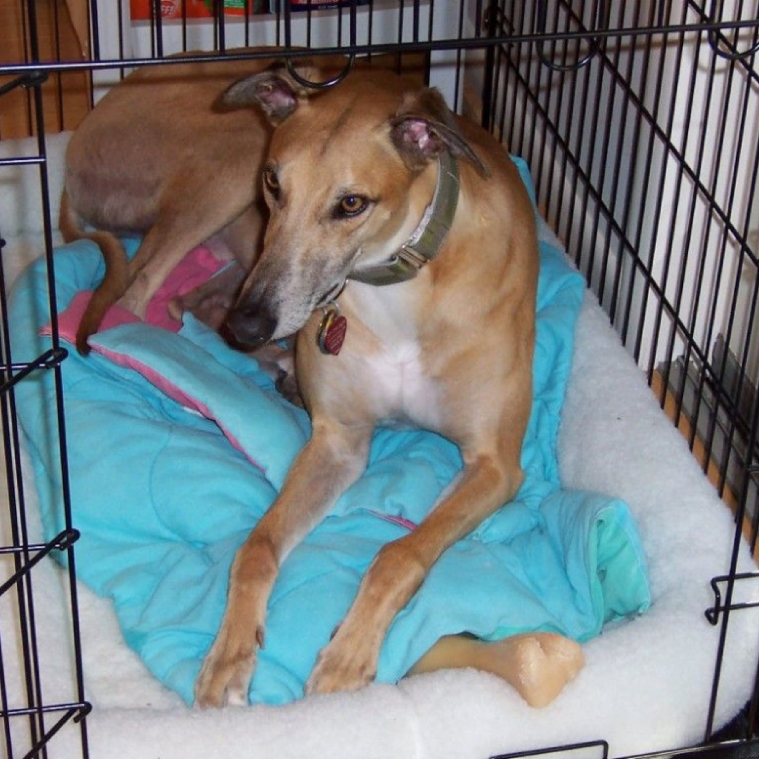 Greyhound