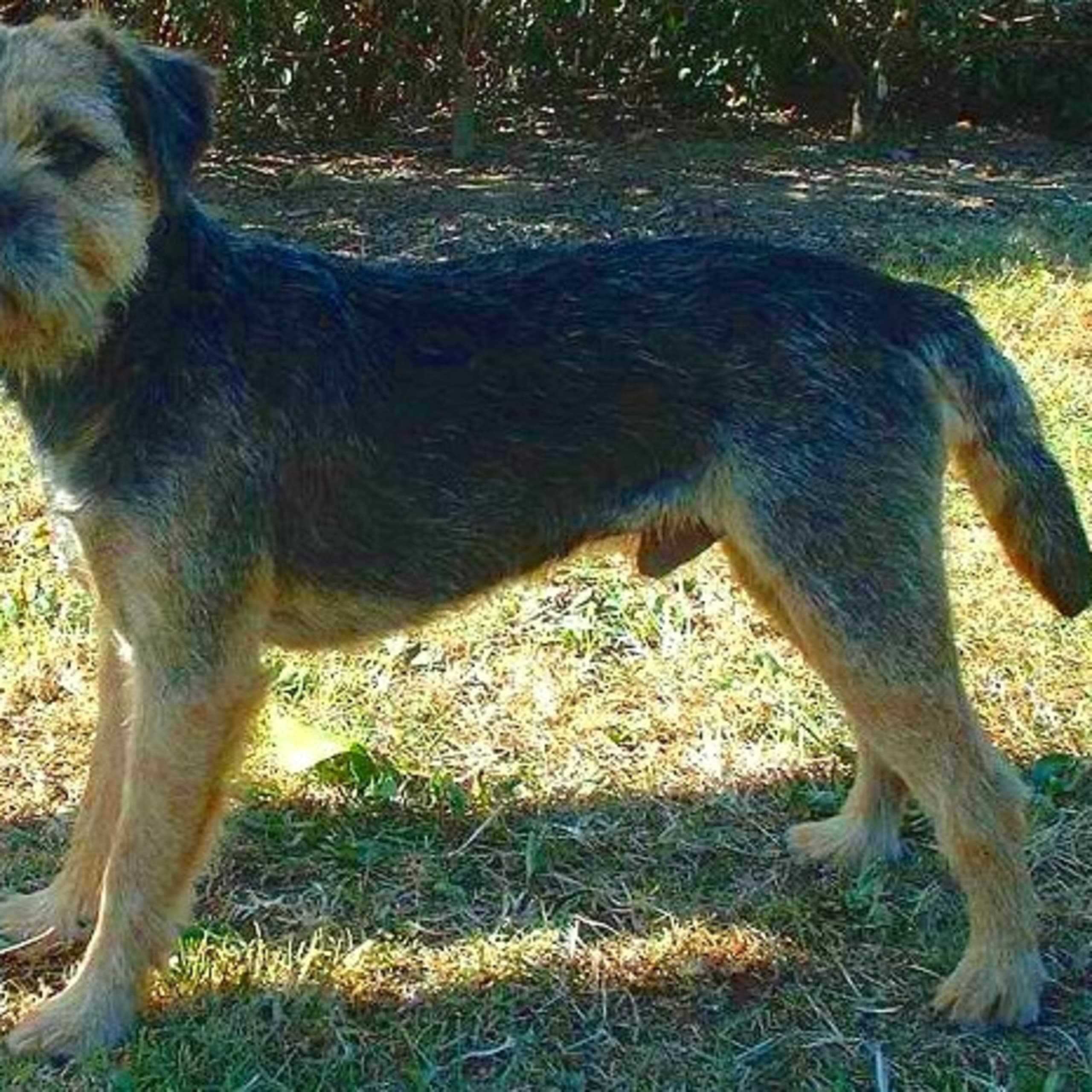 Borderterrier