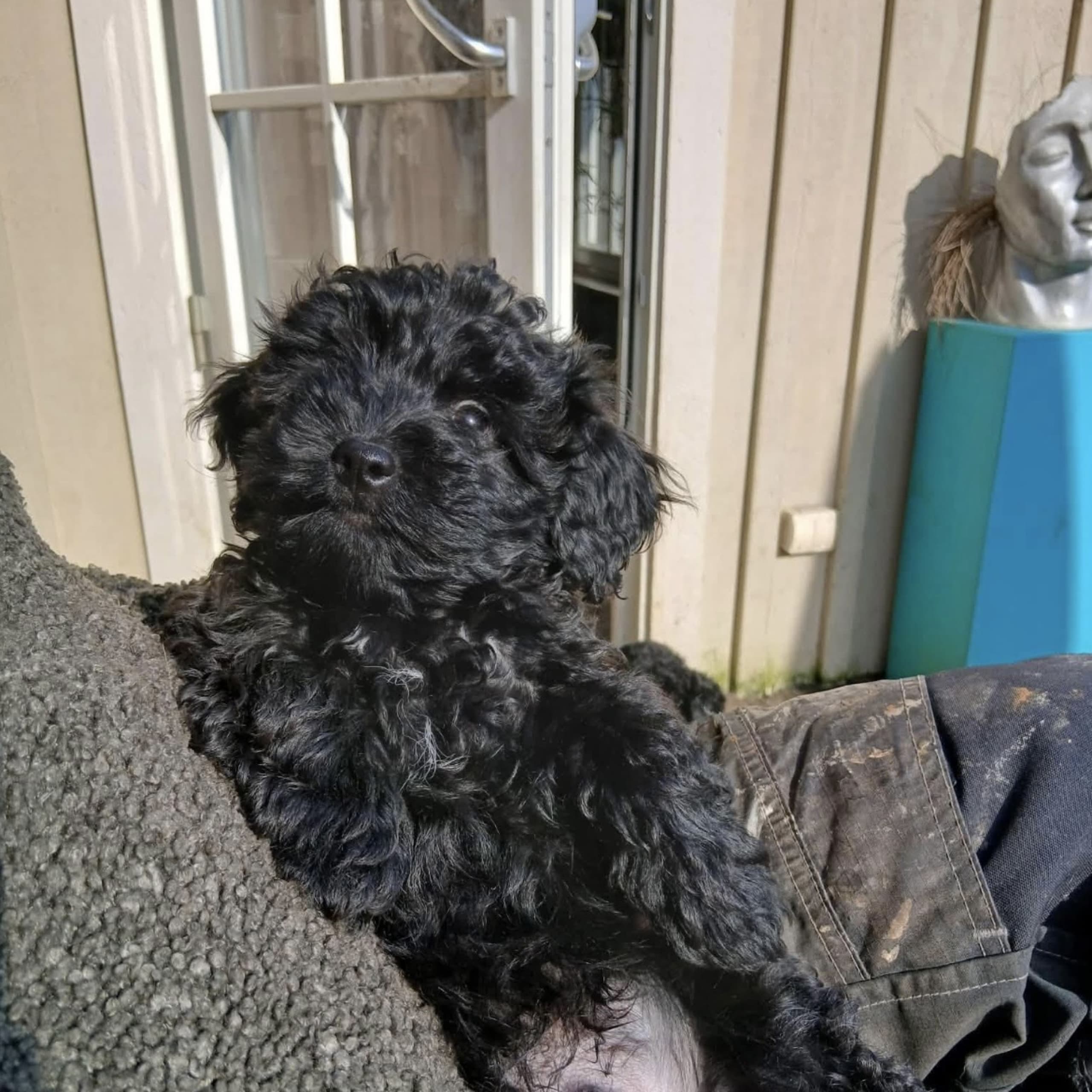 Maltipoo