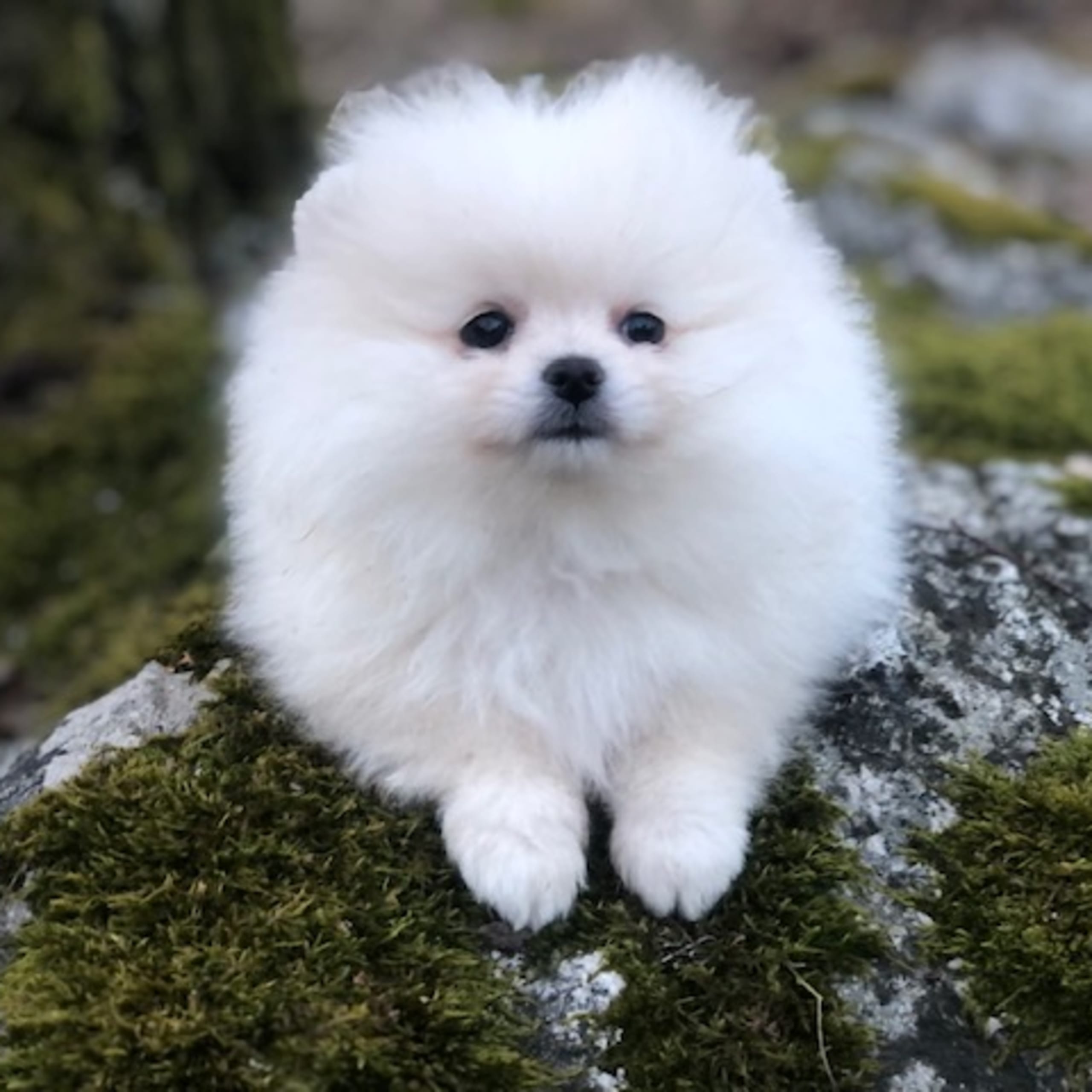 Pomeranian