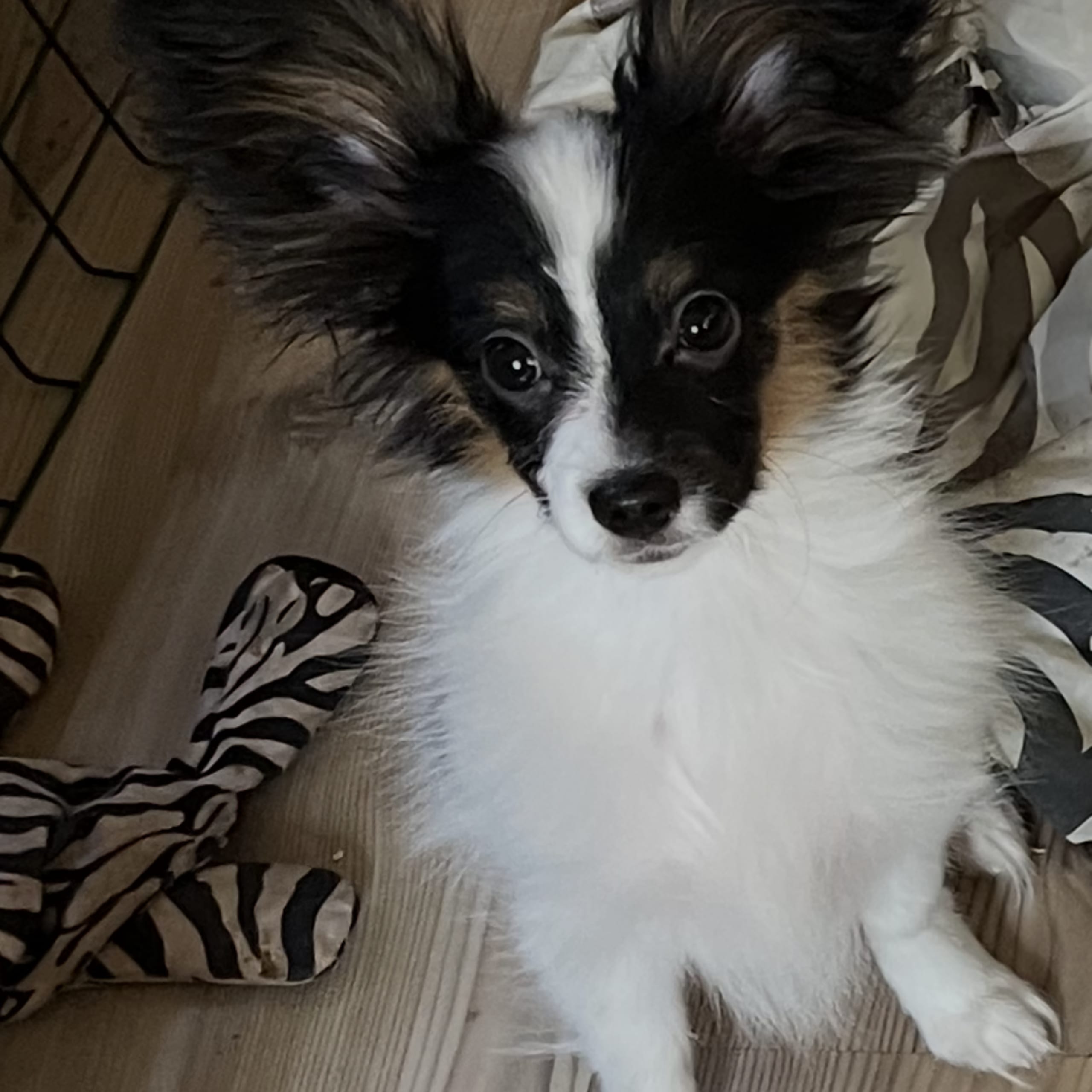 Papillon