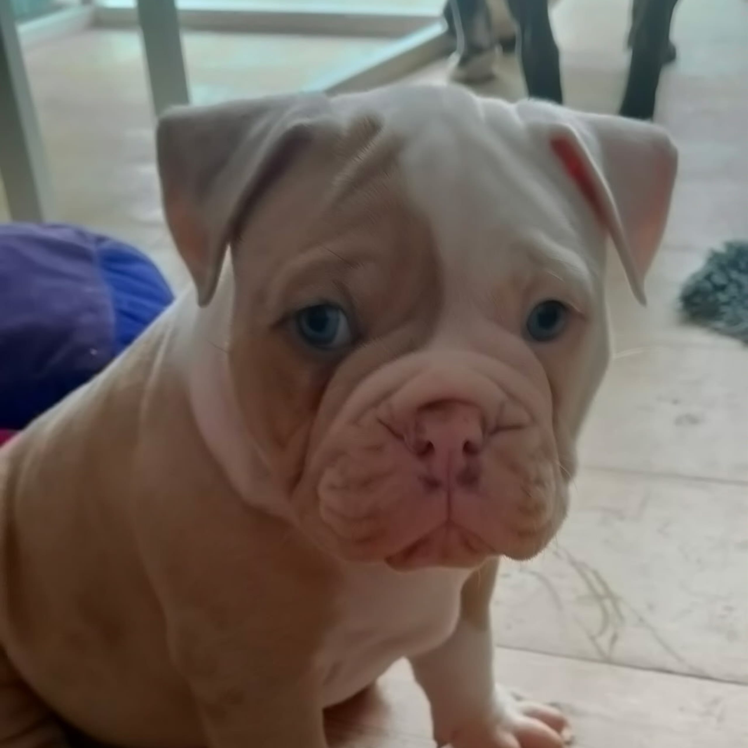 Olde english bulldogge