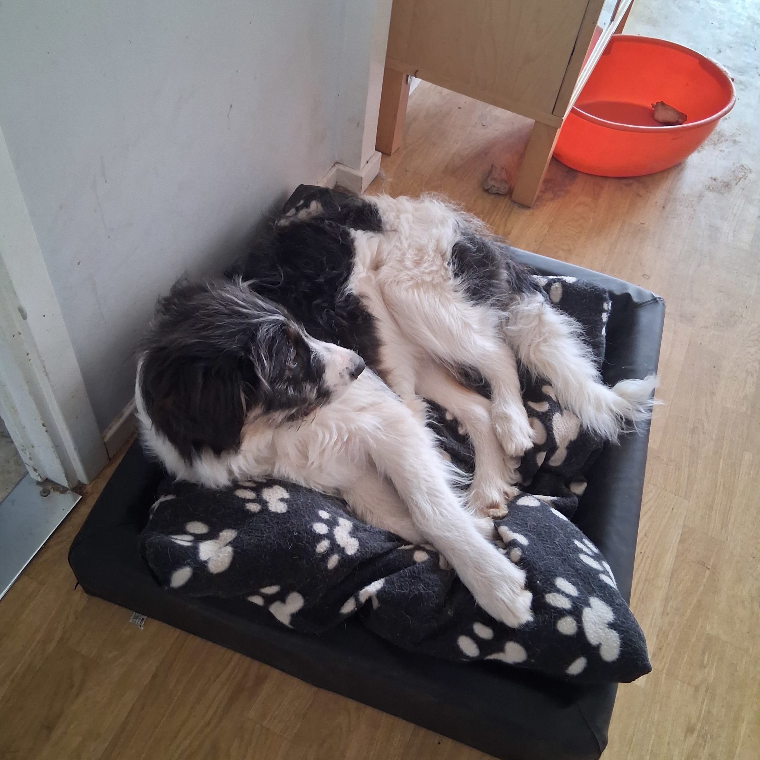 Border collie blandning