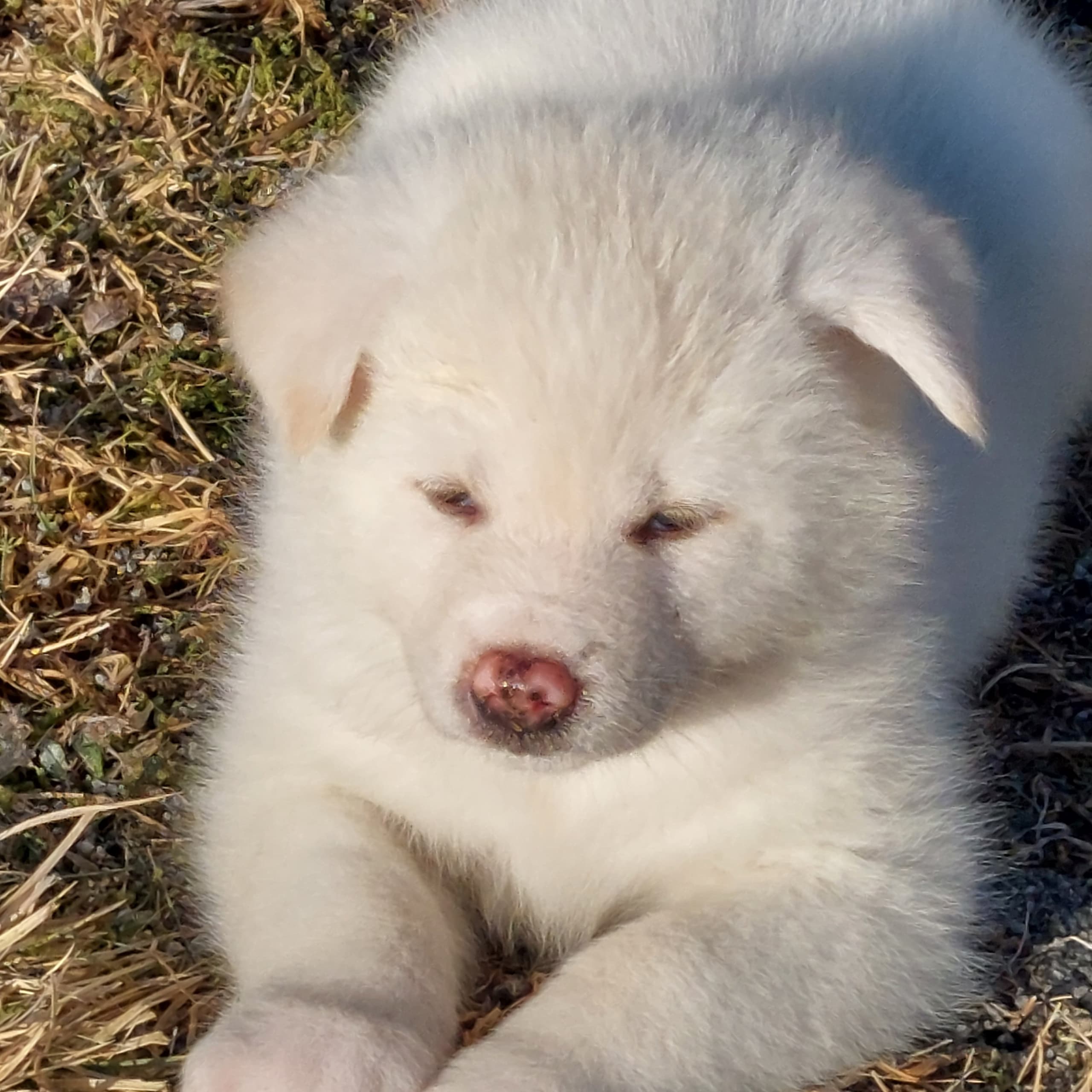 Akita Inu