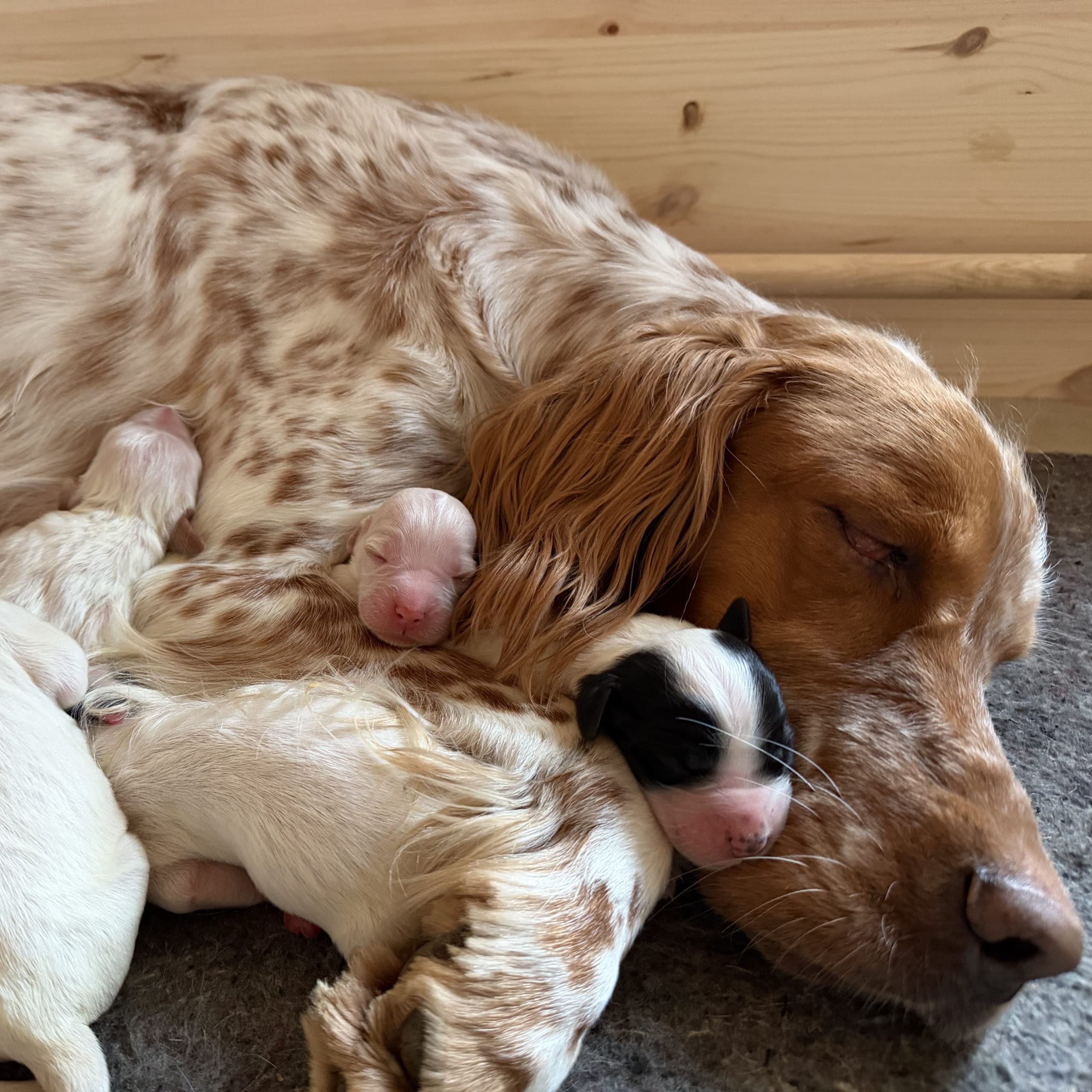 Engelsk setter