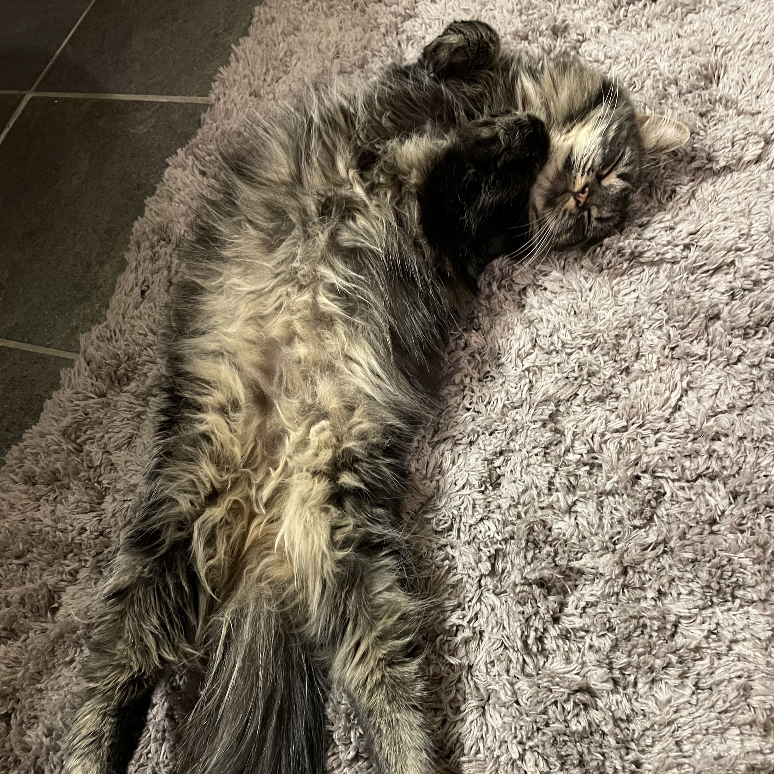 Norsk skogkatt