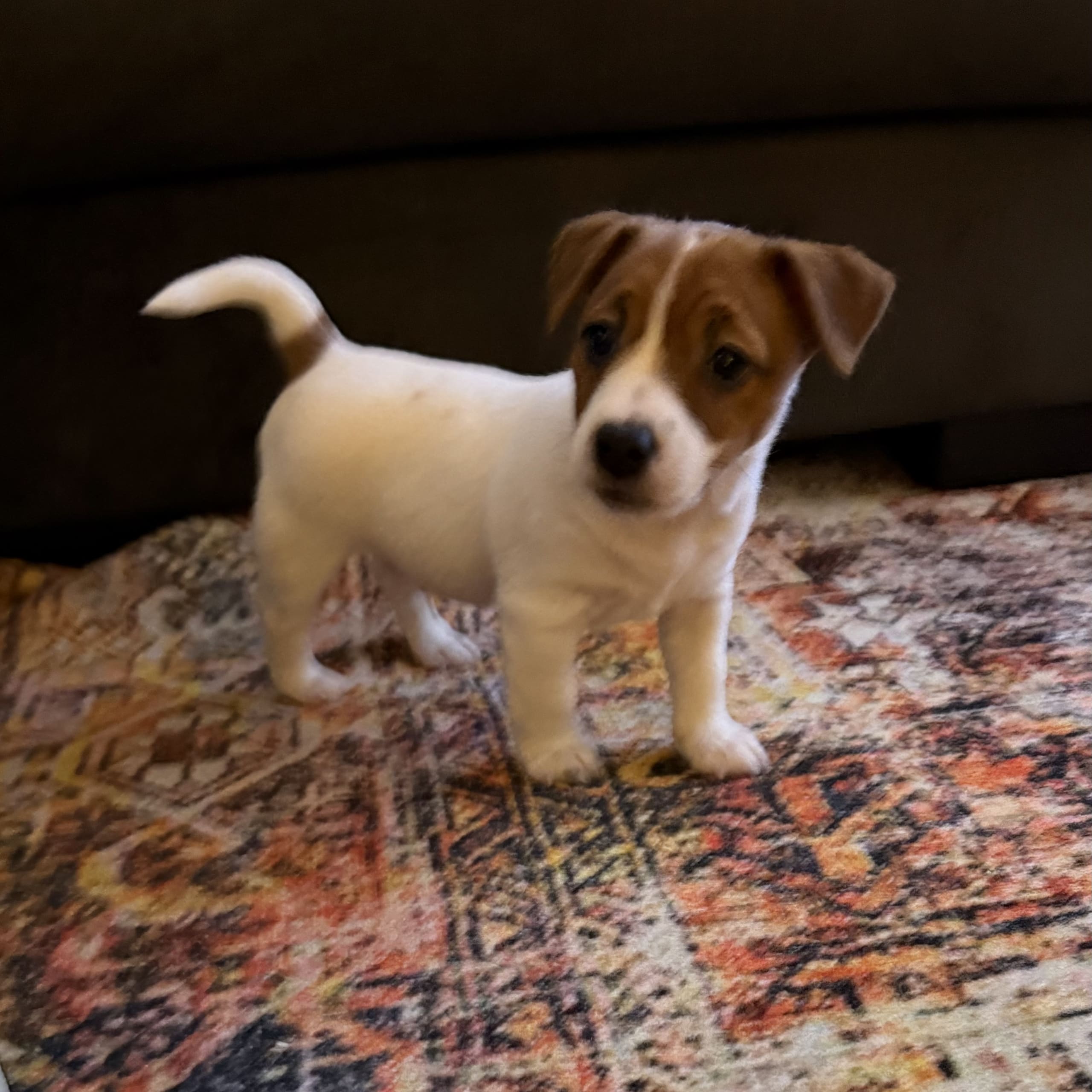 Jack russell terrier