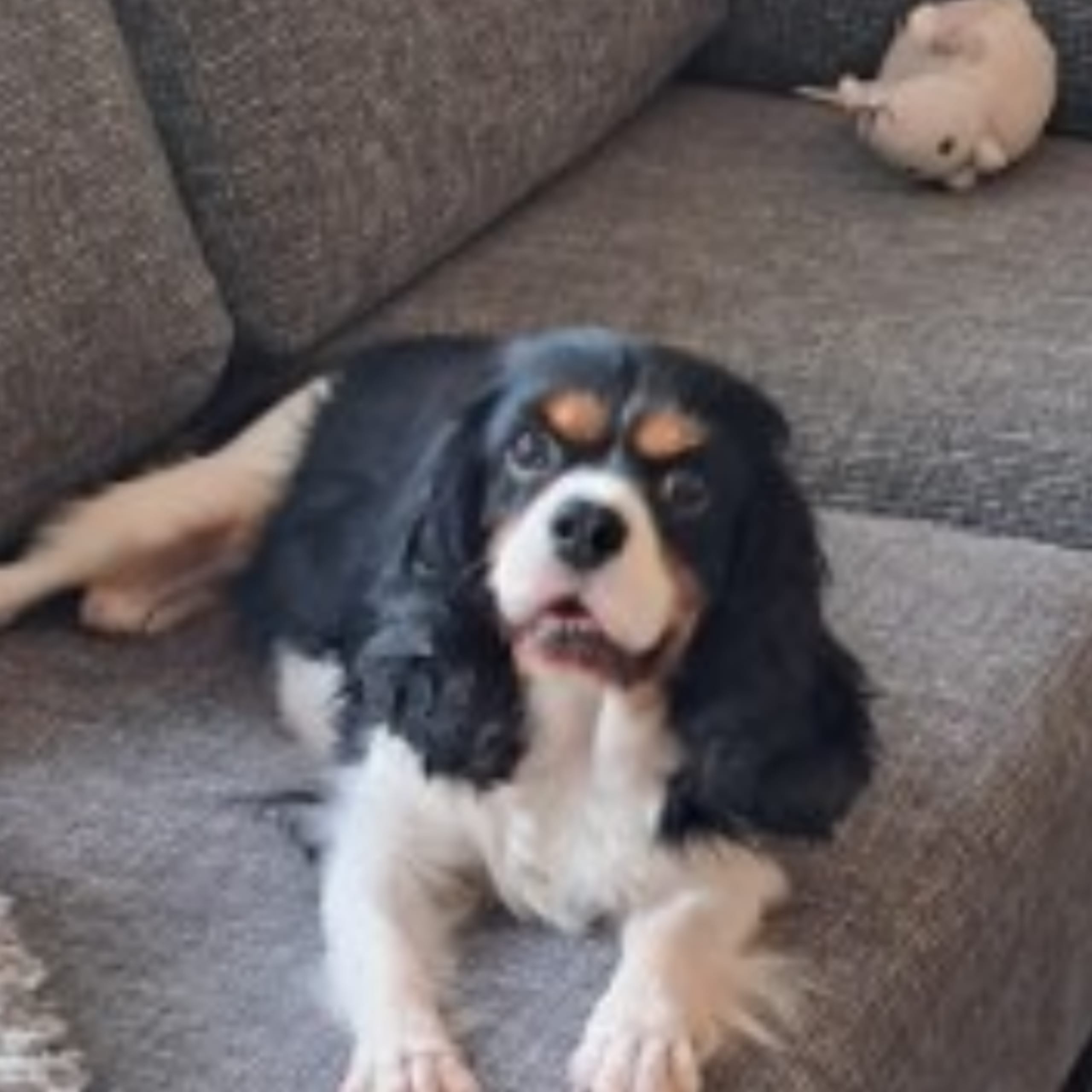 Cavalier king charles spaniel