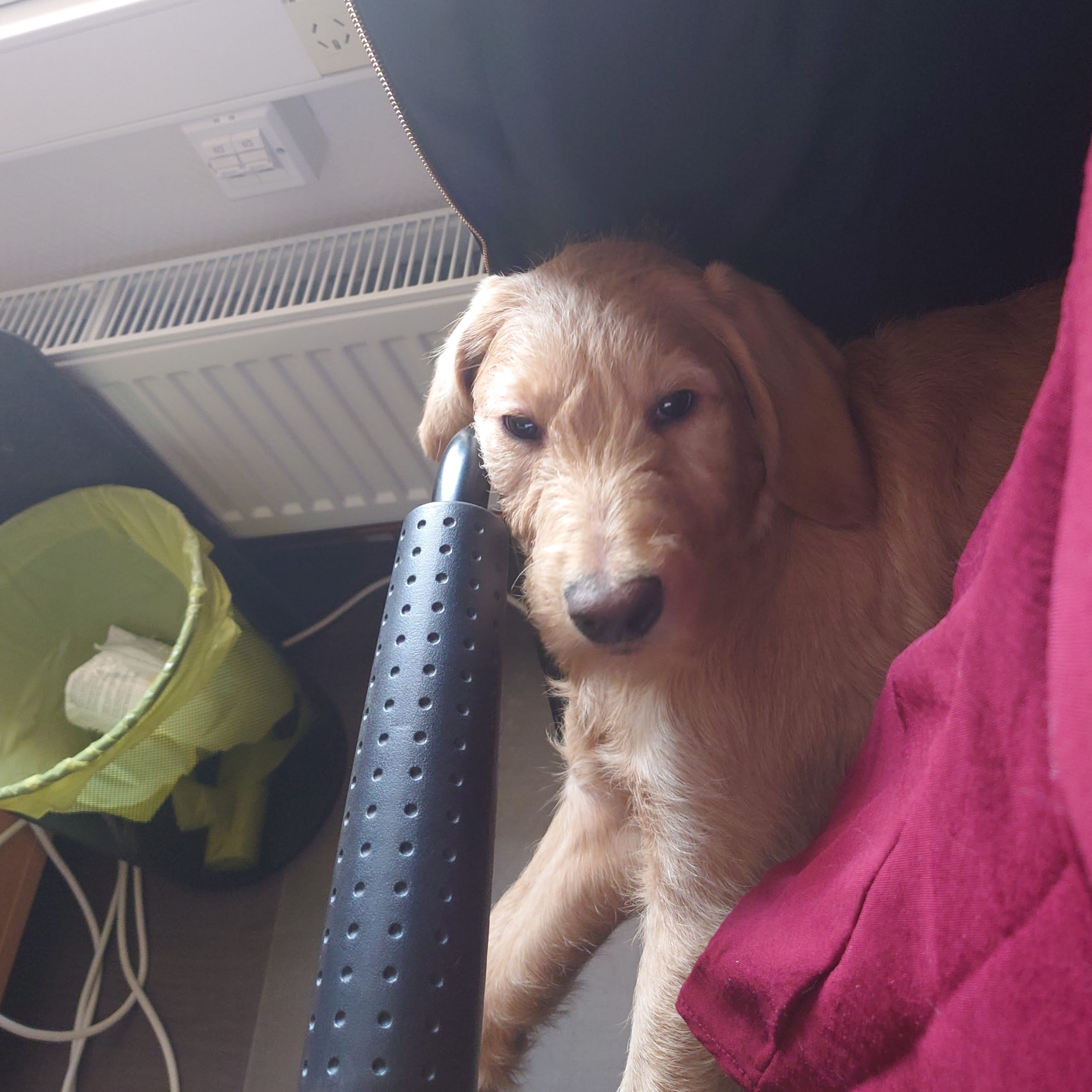 Labradoodle