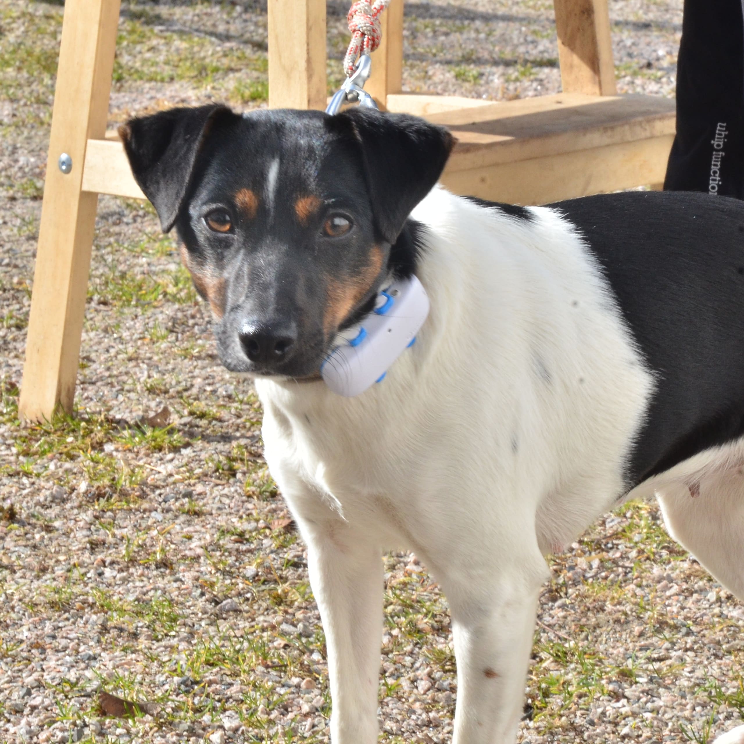 Dansk-svensk gårdshund