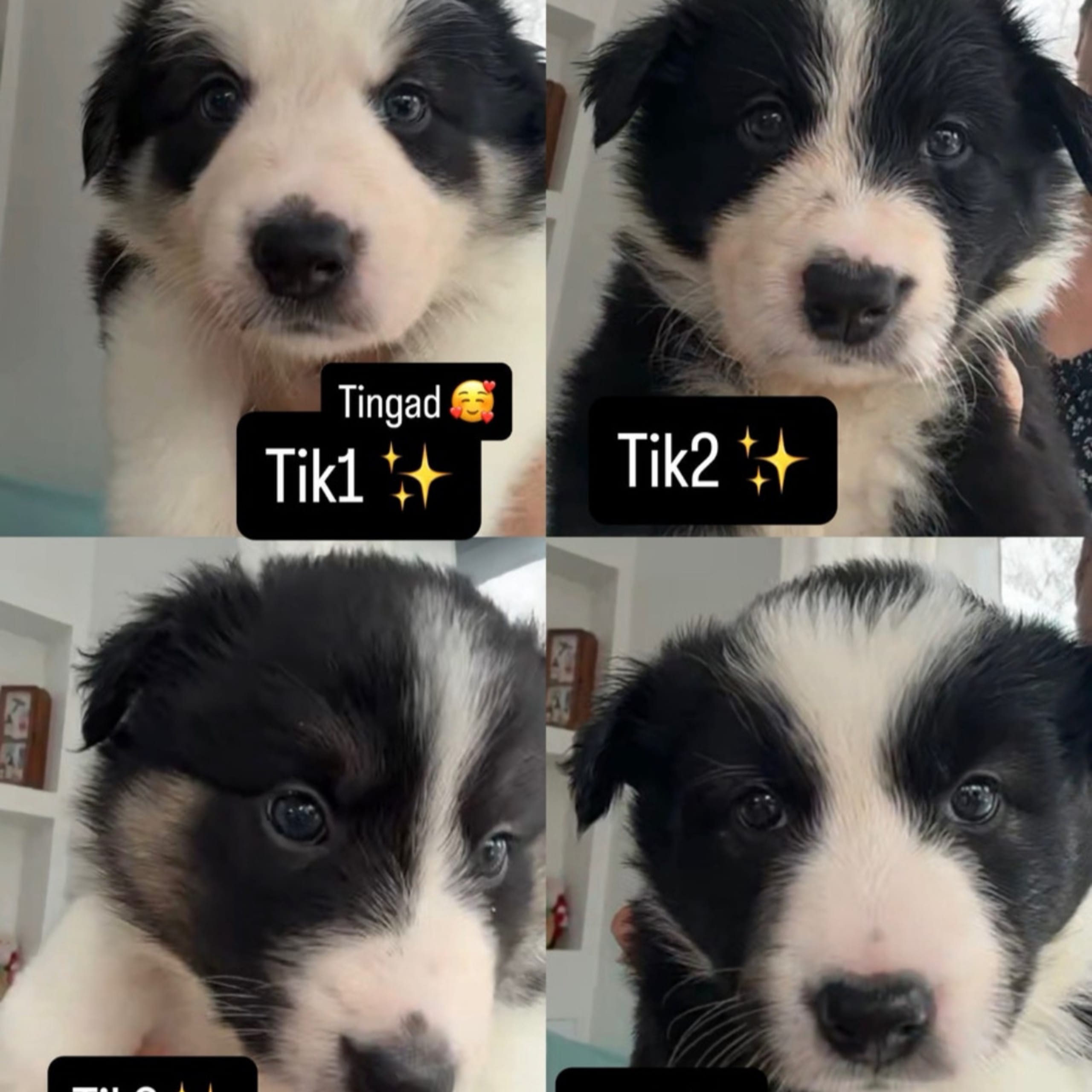 Border collie