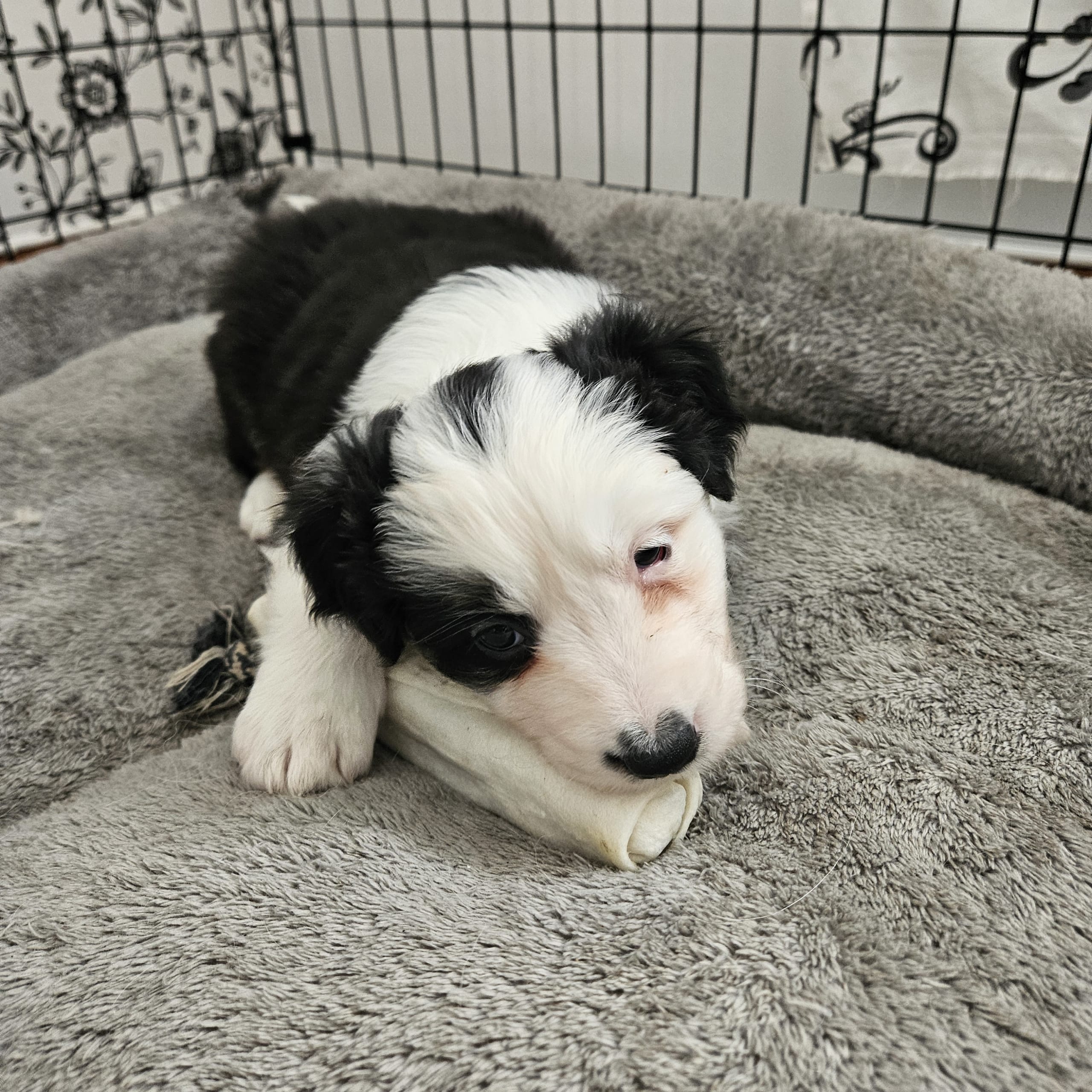 Australien shepherd/border collie