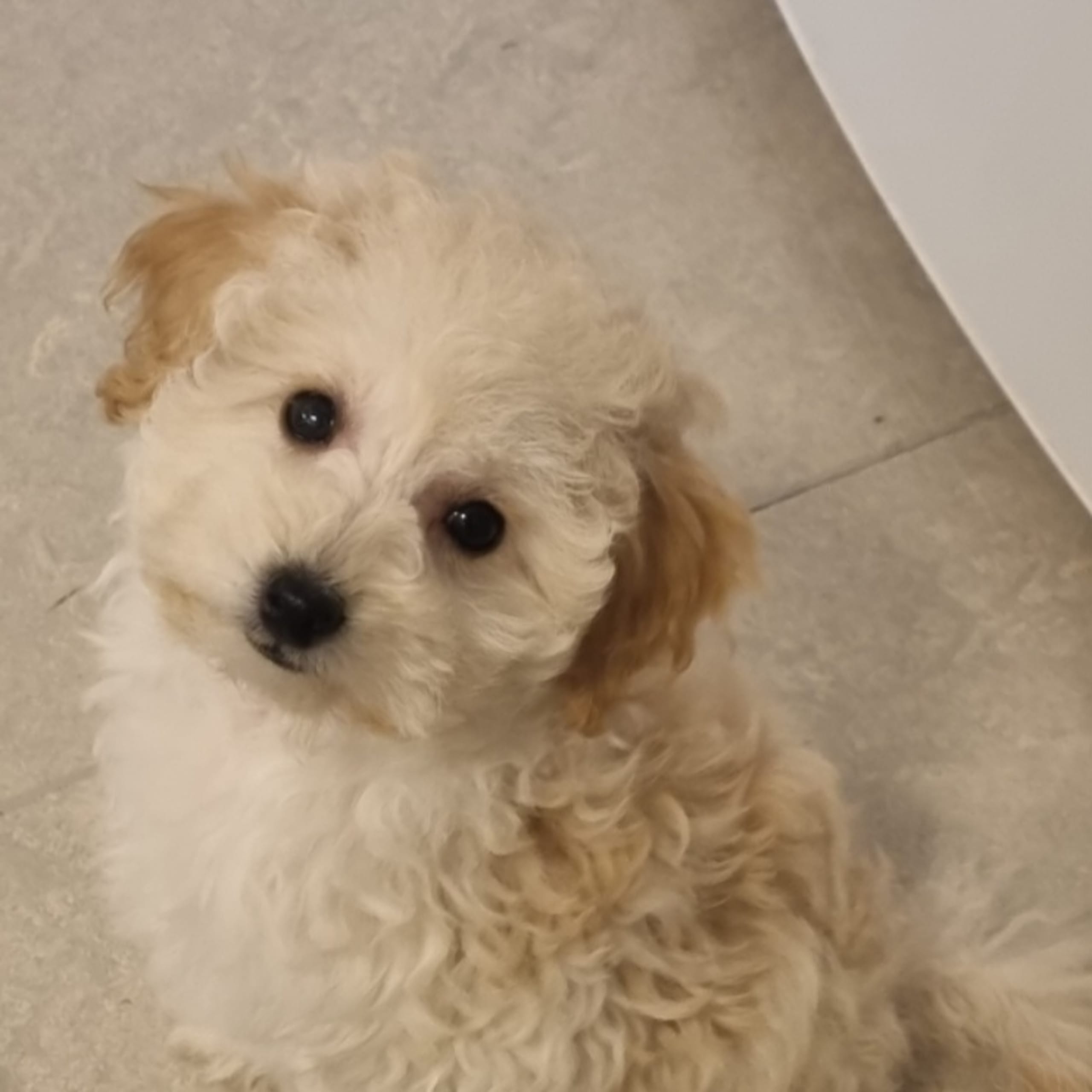 Maltipoo