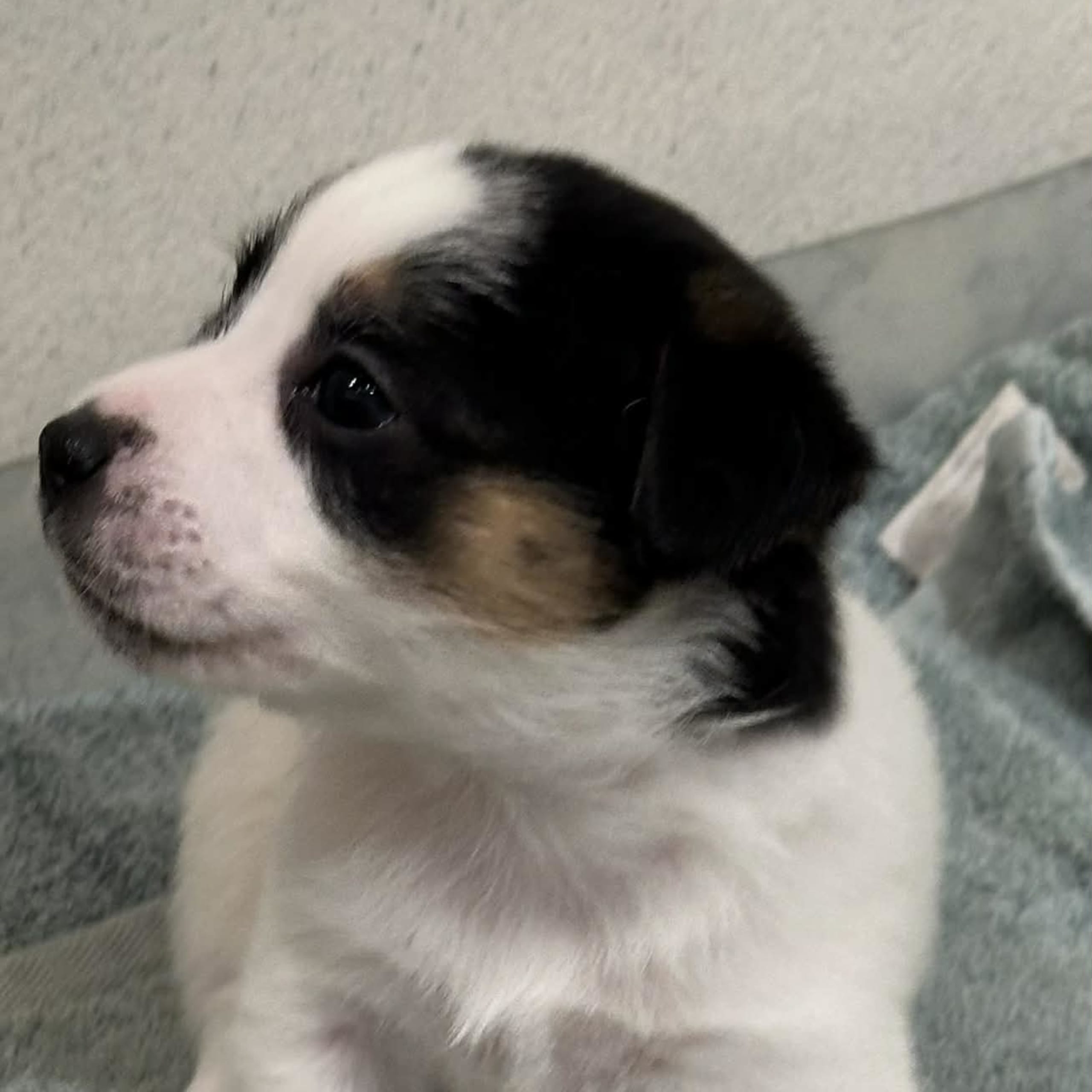 Jack russell terrier