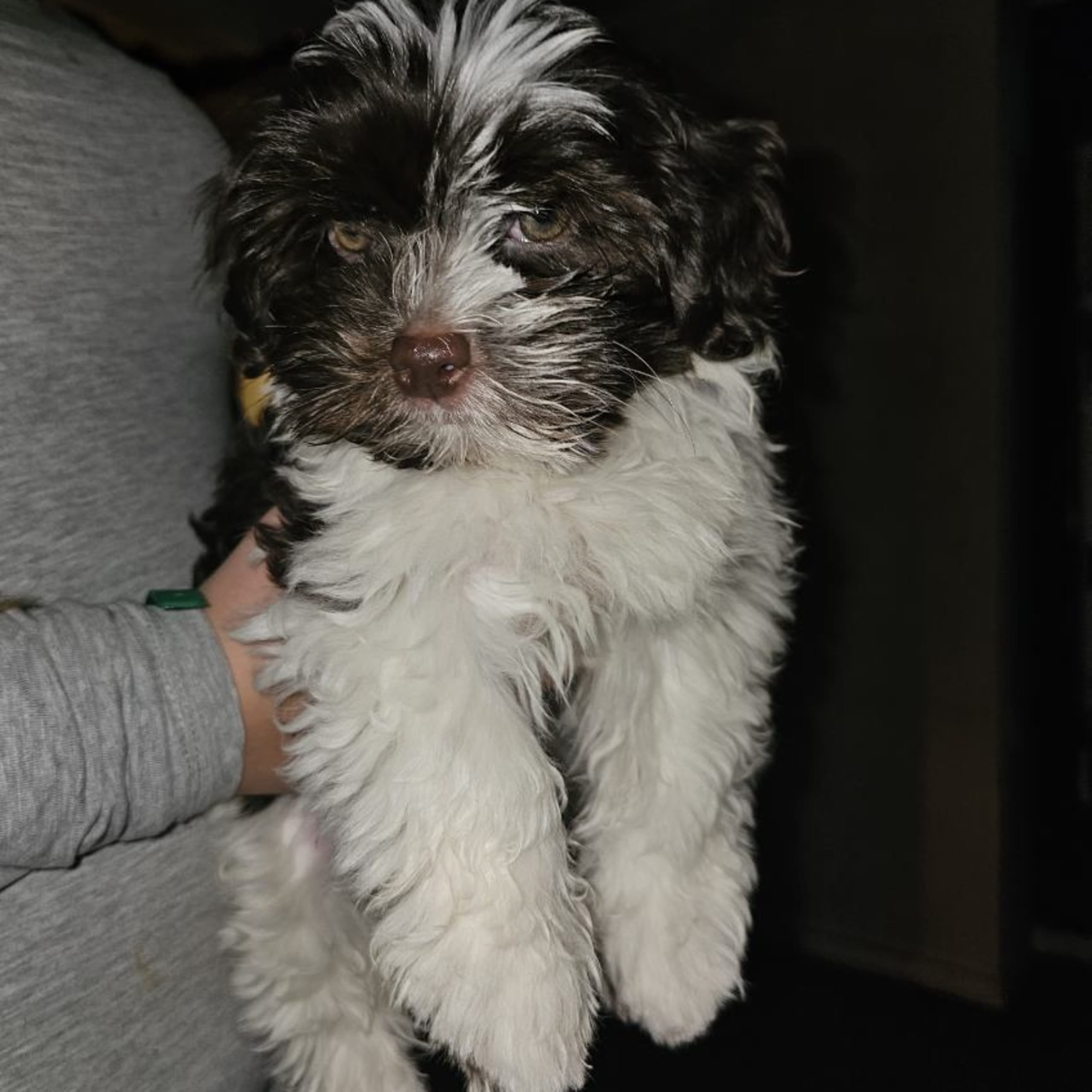 Havanese