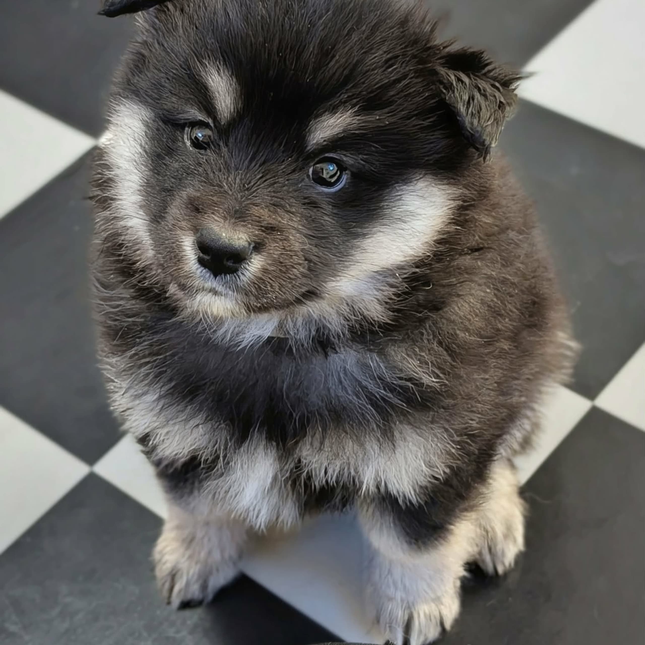 Finsk lapphund