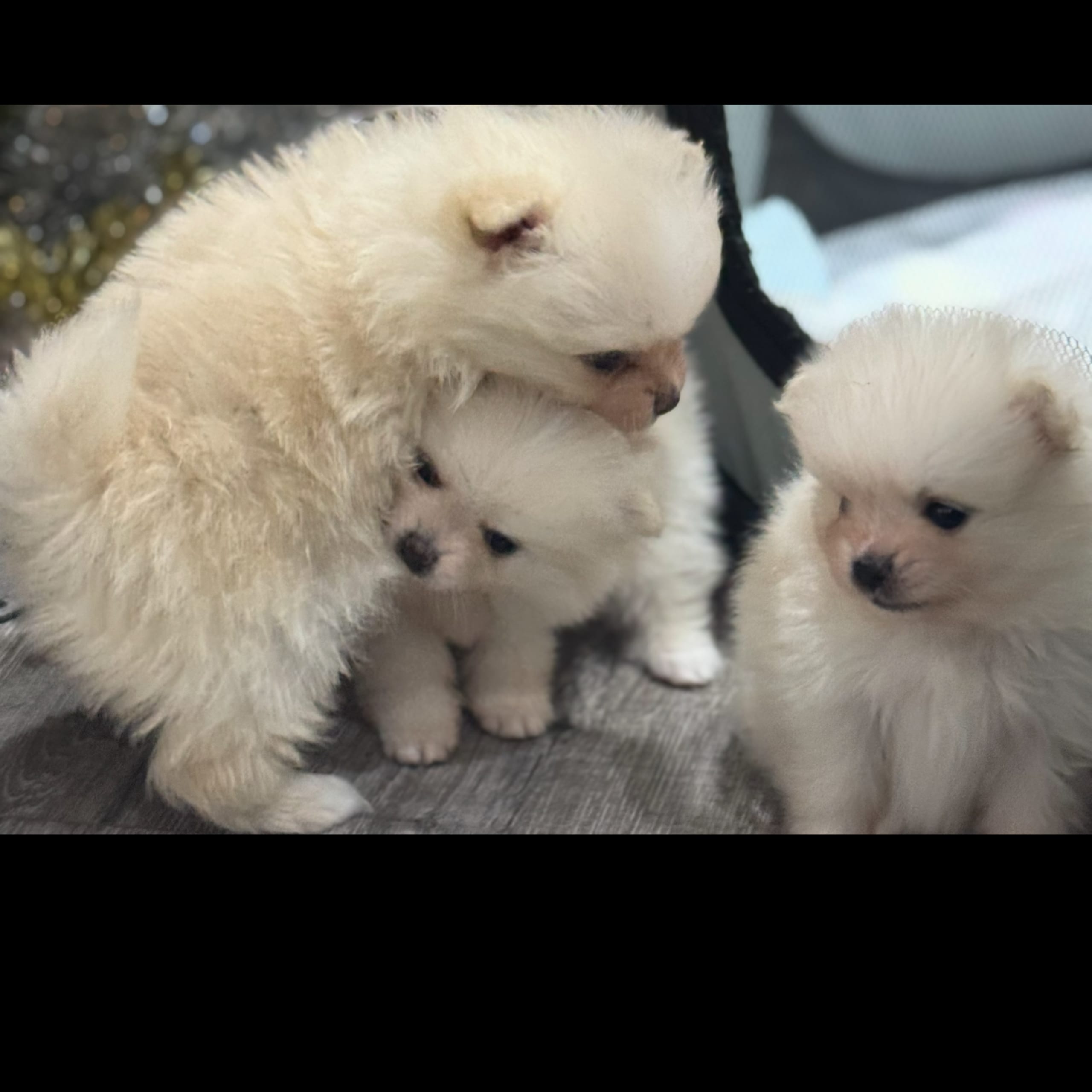 Pomeranian