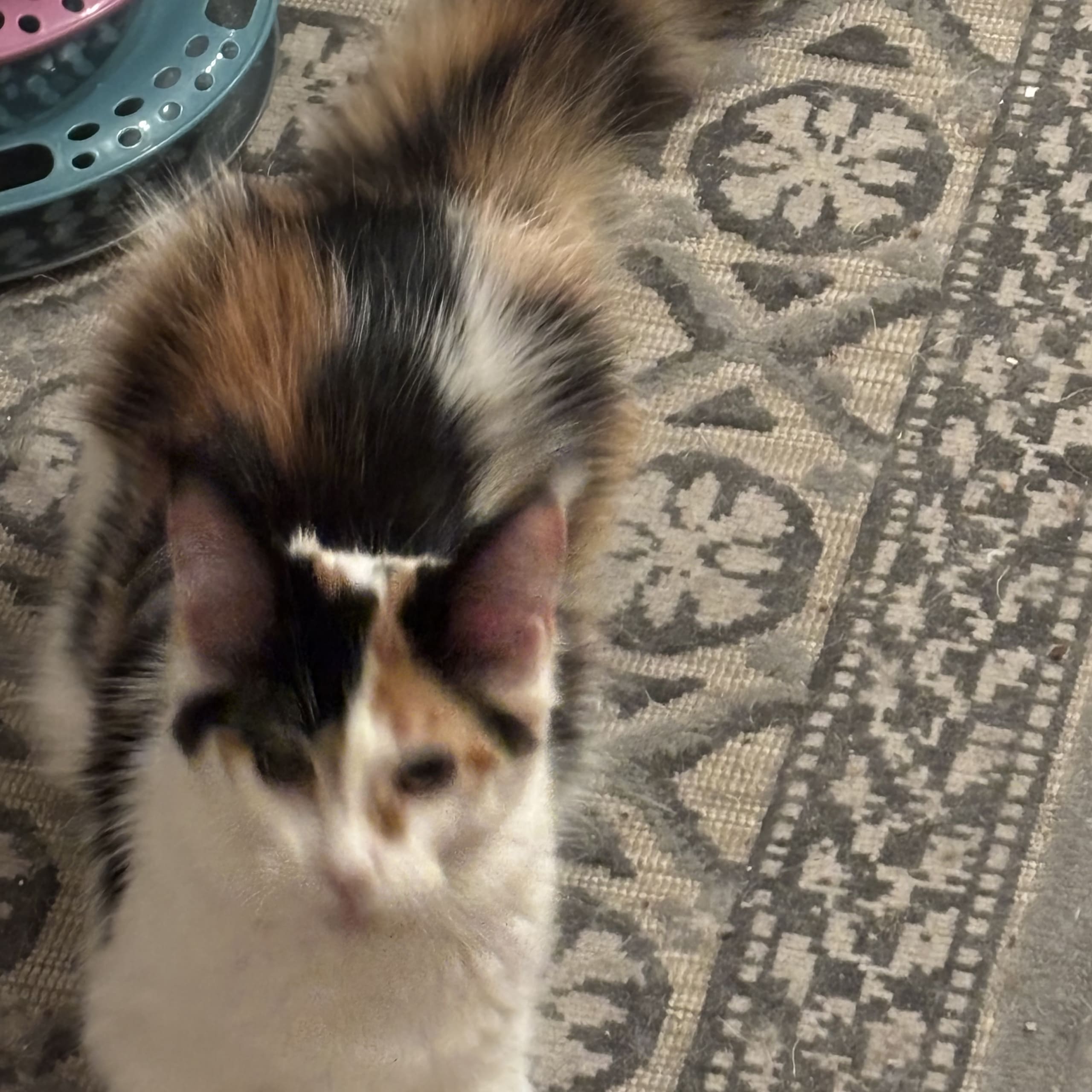 Maine Coon