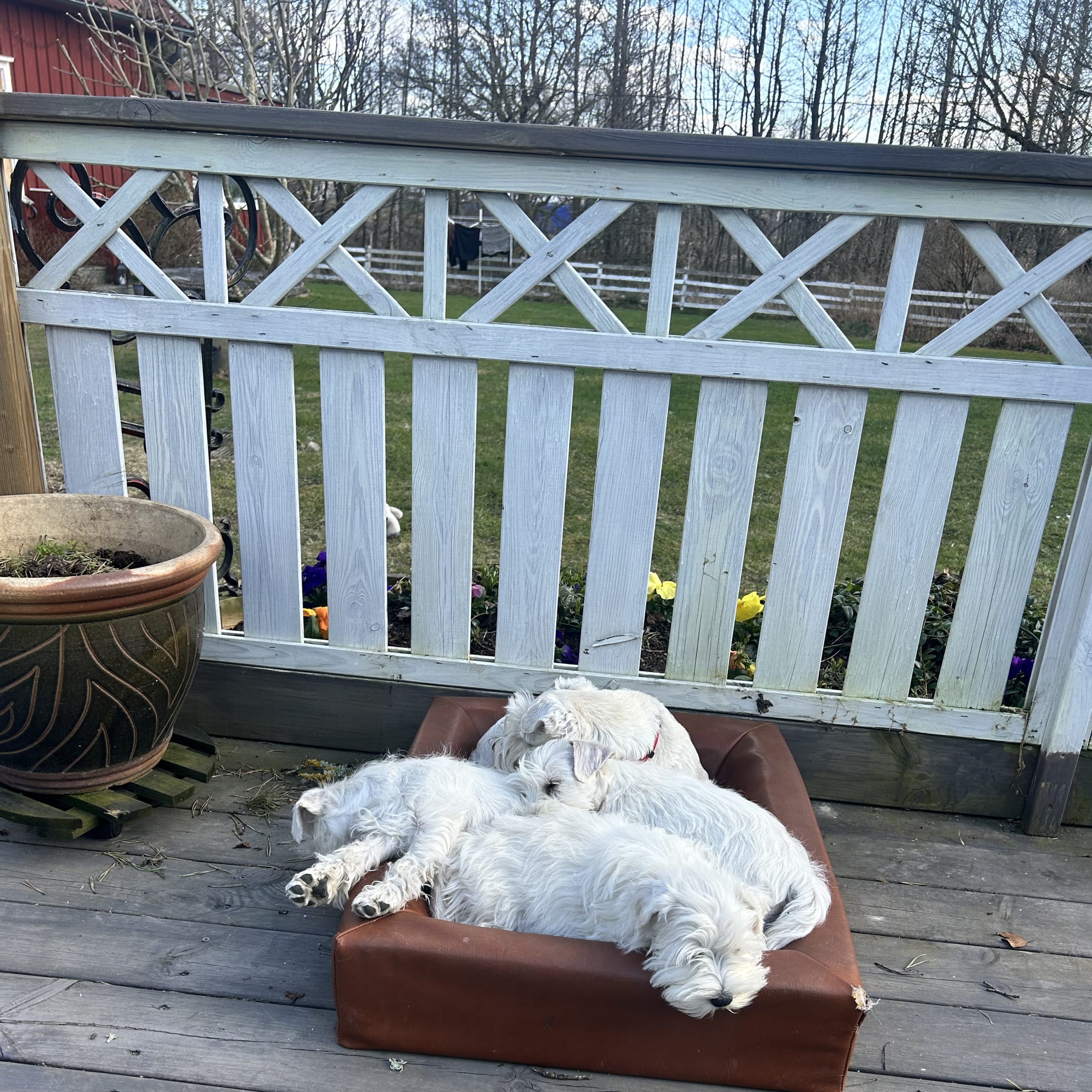 Dvärgschnauzer