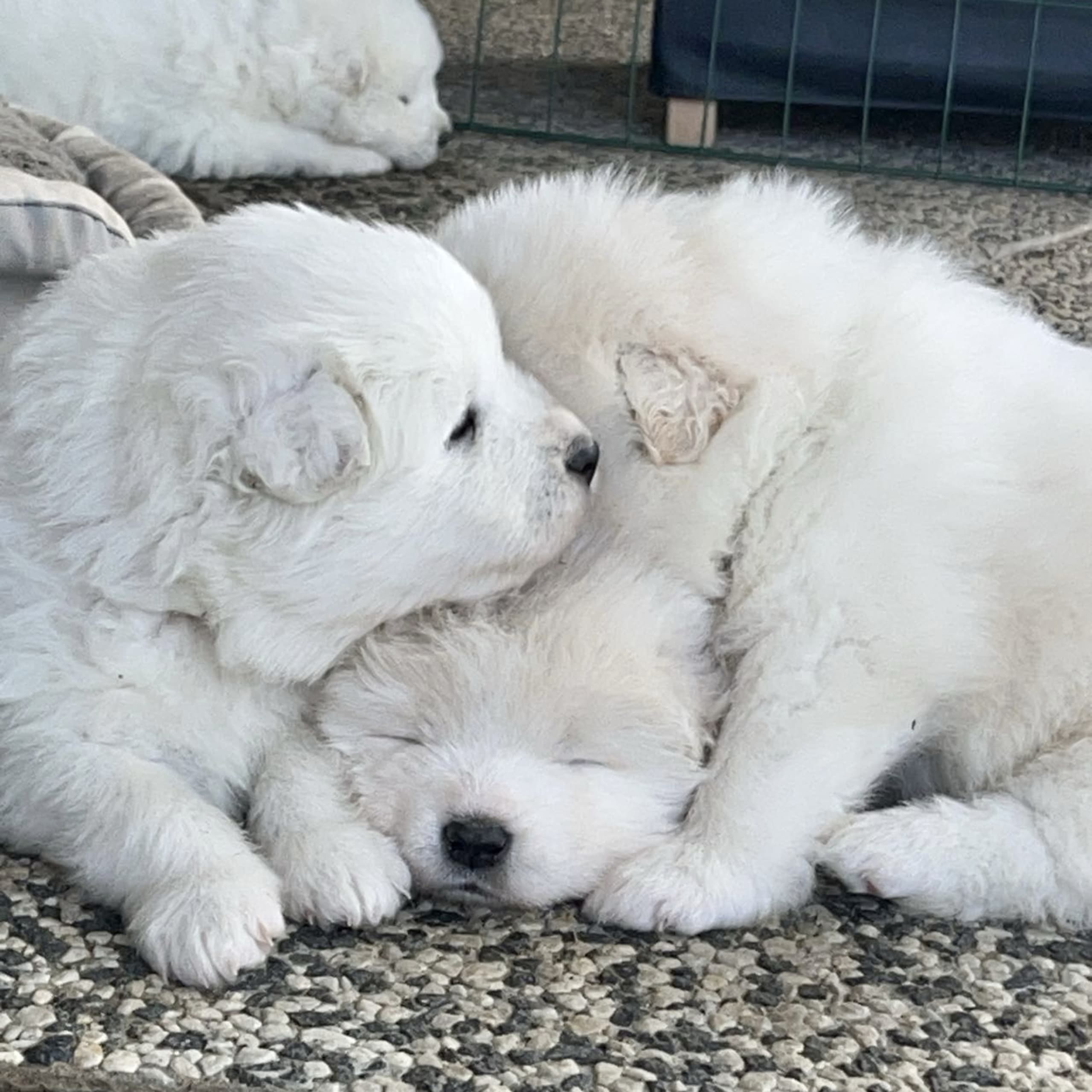 Samojedhund